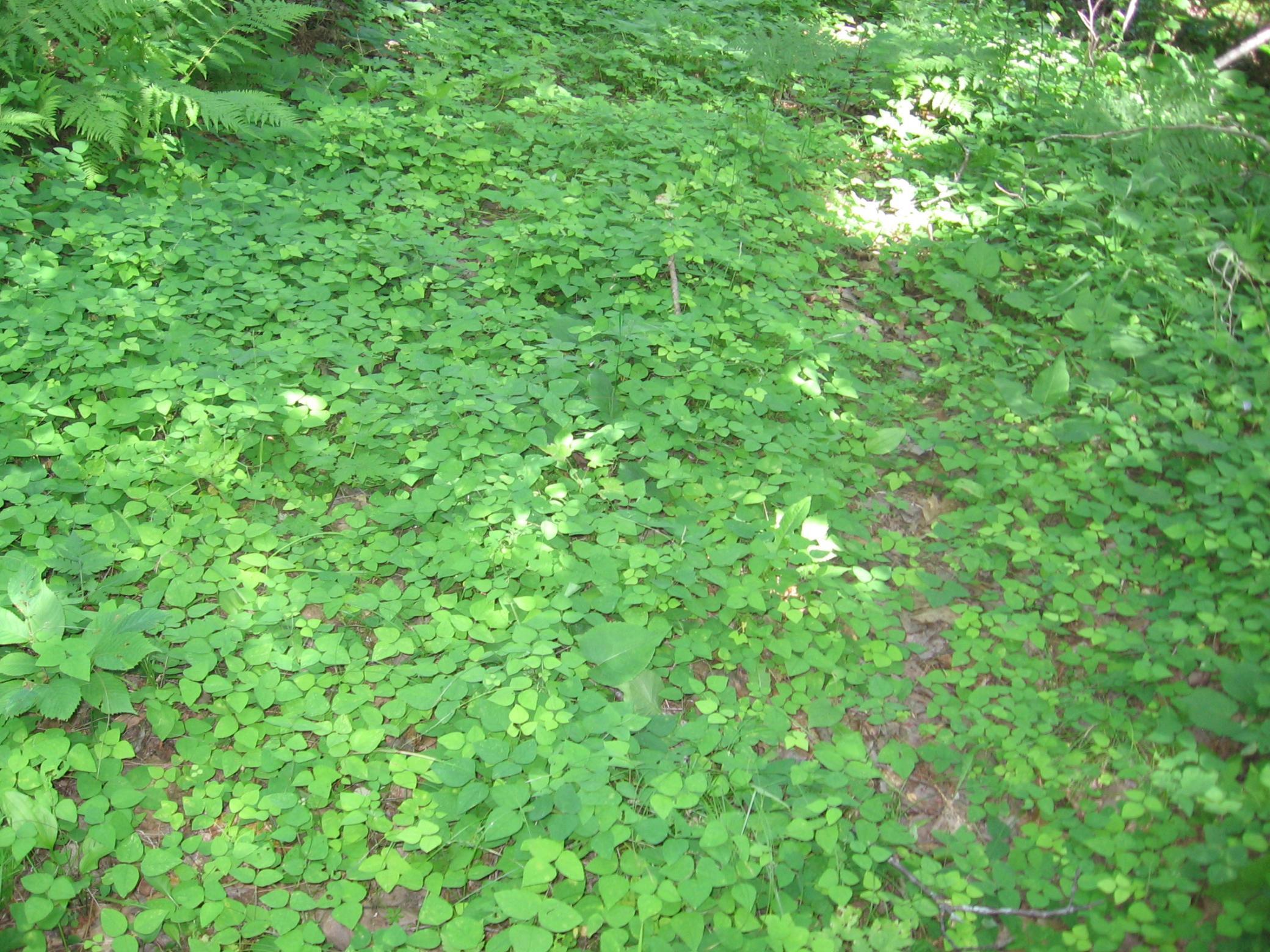 TBD County 5 NW, Hackensack MN 56452 - Photo 23 of 32