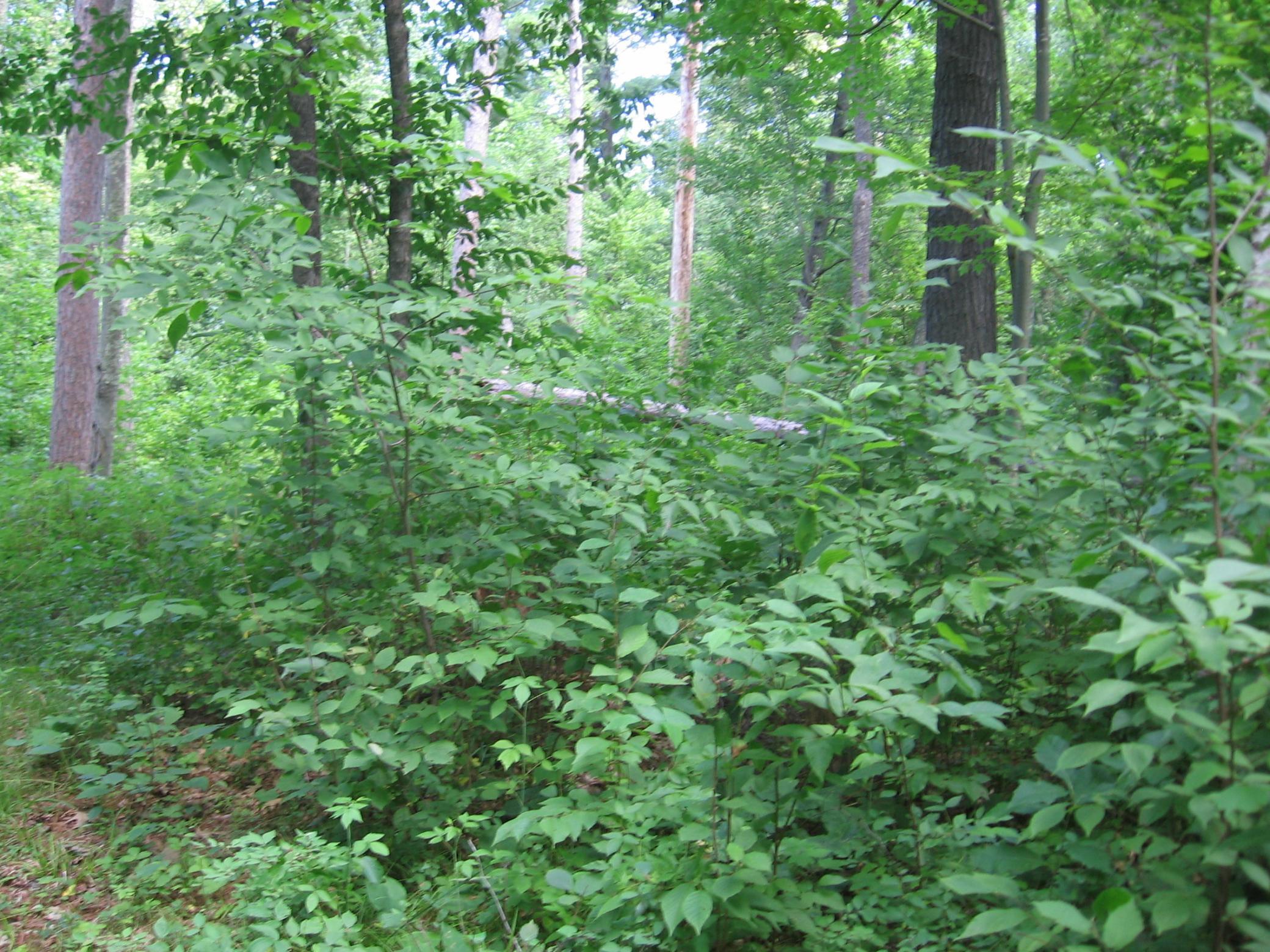 TBD County 5 NW, Hackensack MN 56452 - Photo 28 of 32