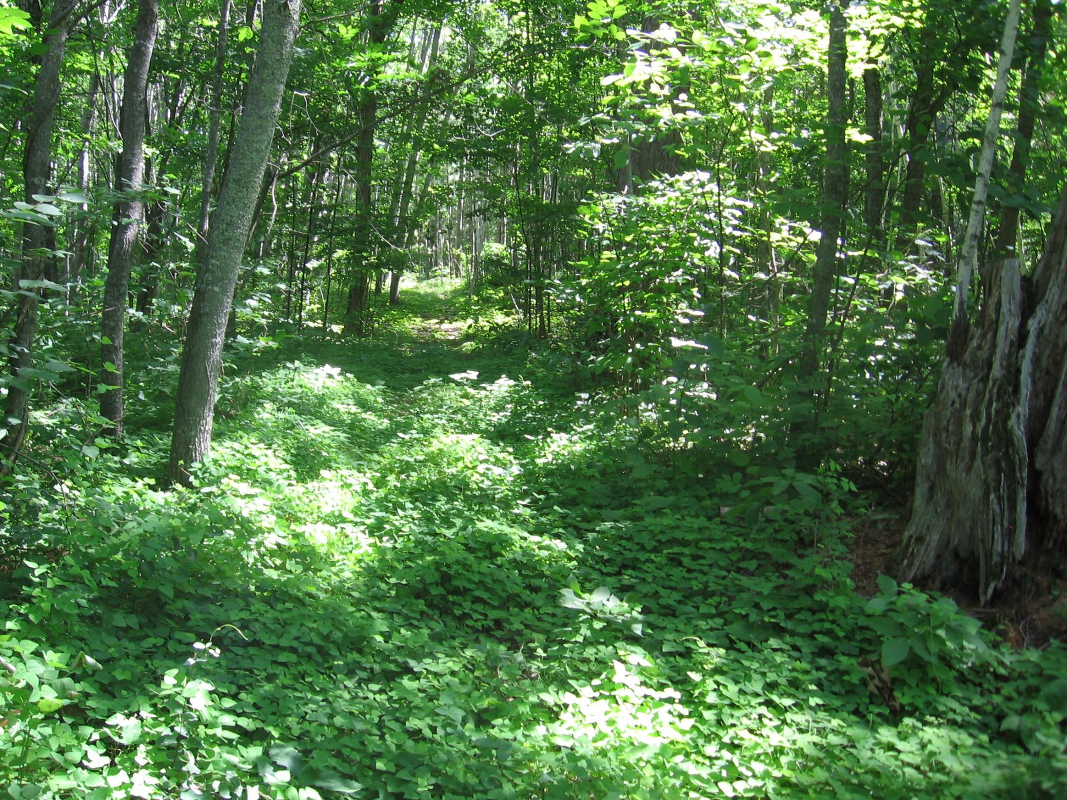 TBD County 5 NW, Hackensack MN 56452 - Photo 4 of 32