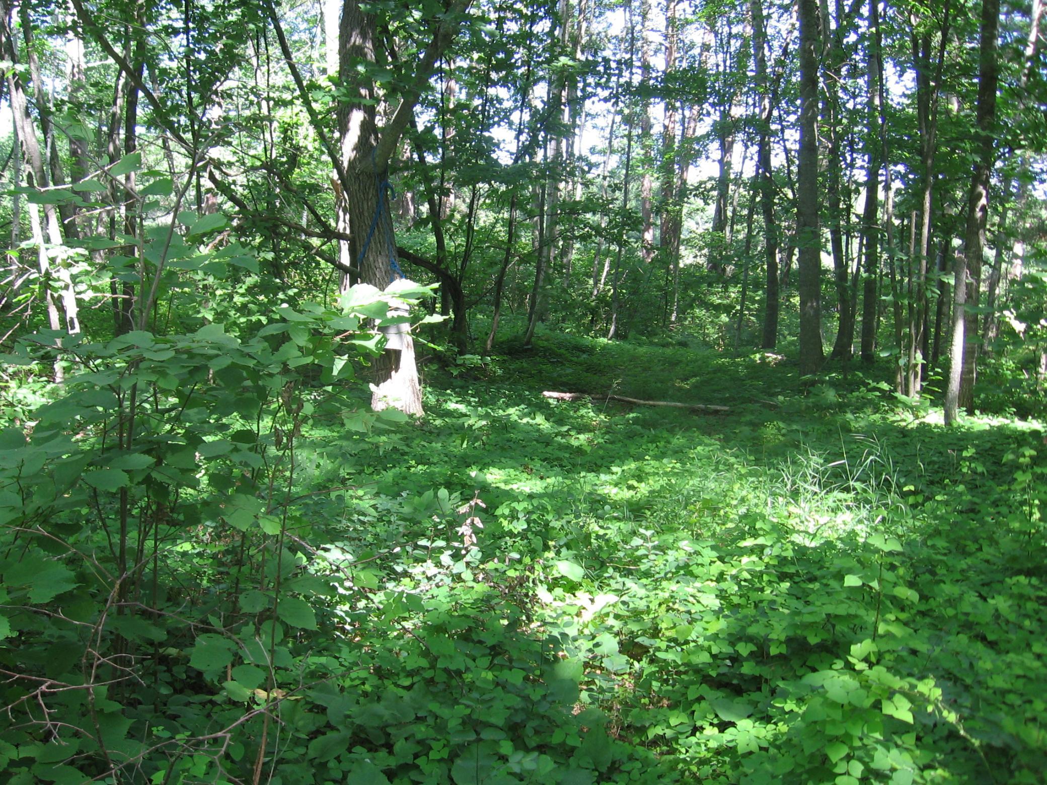 TBD County 5 NW, Hackensack MN 56452 - Photo 7 of 32