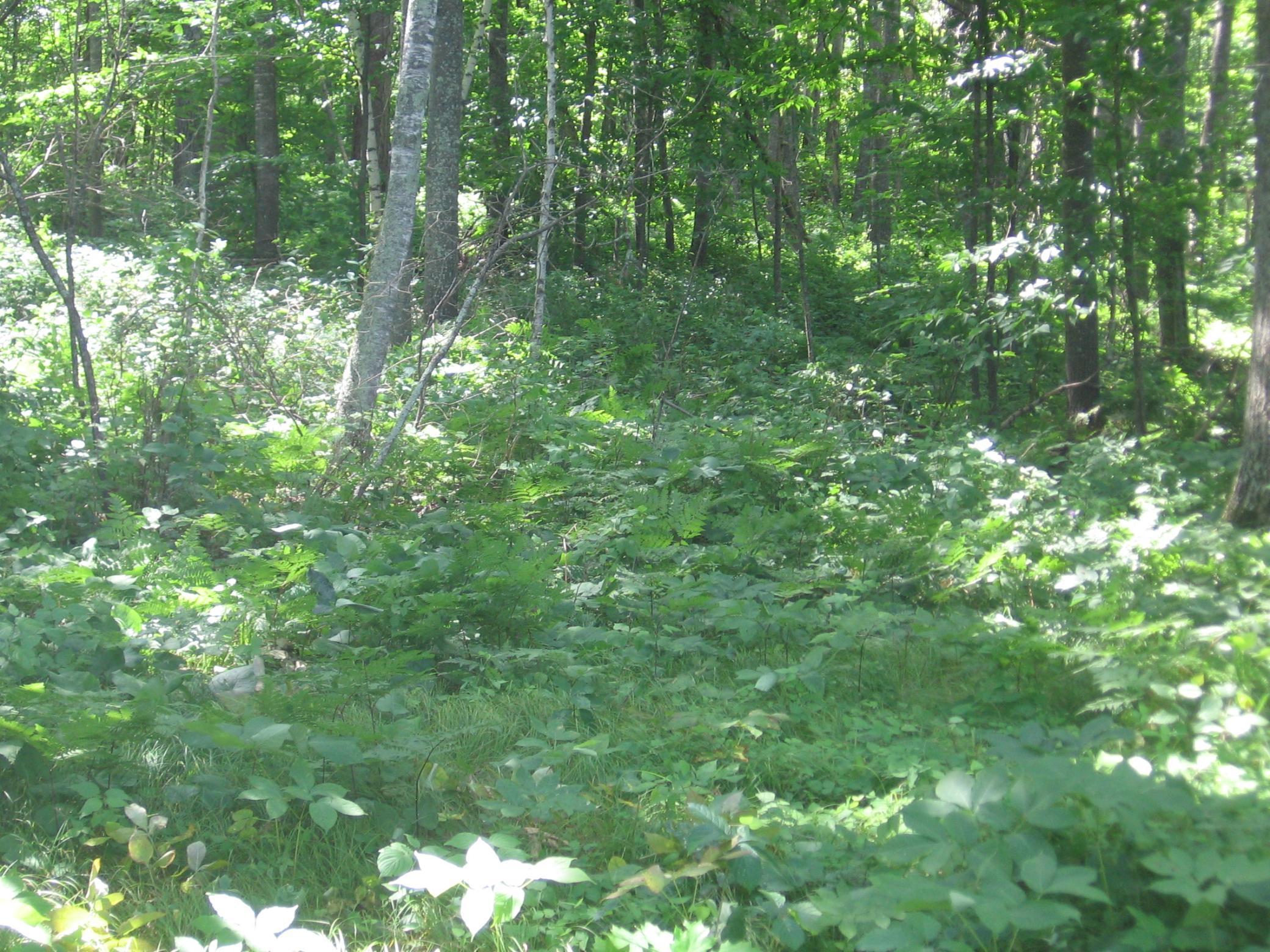 TBD County 5 NW, Hackensack MN 56452 - Photo 9 of 32