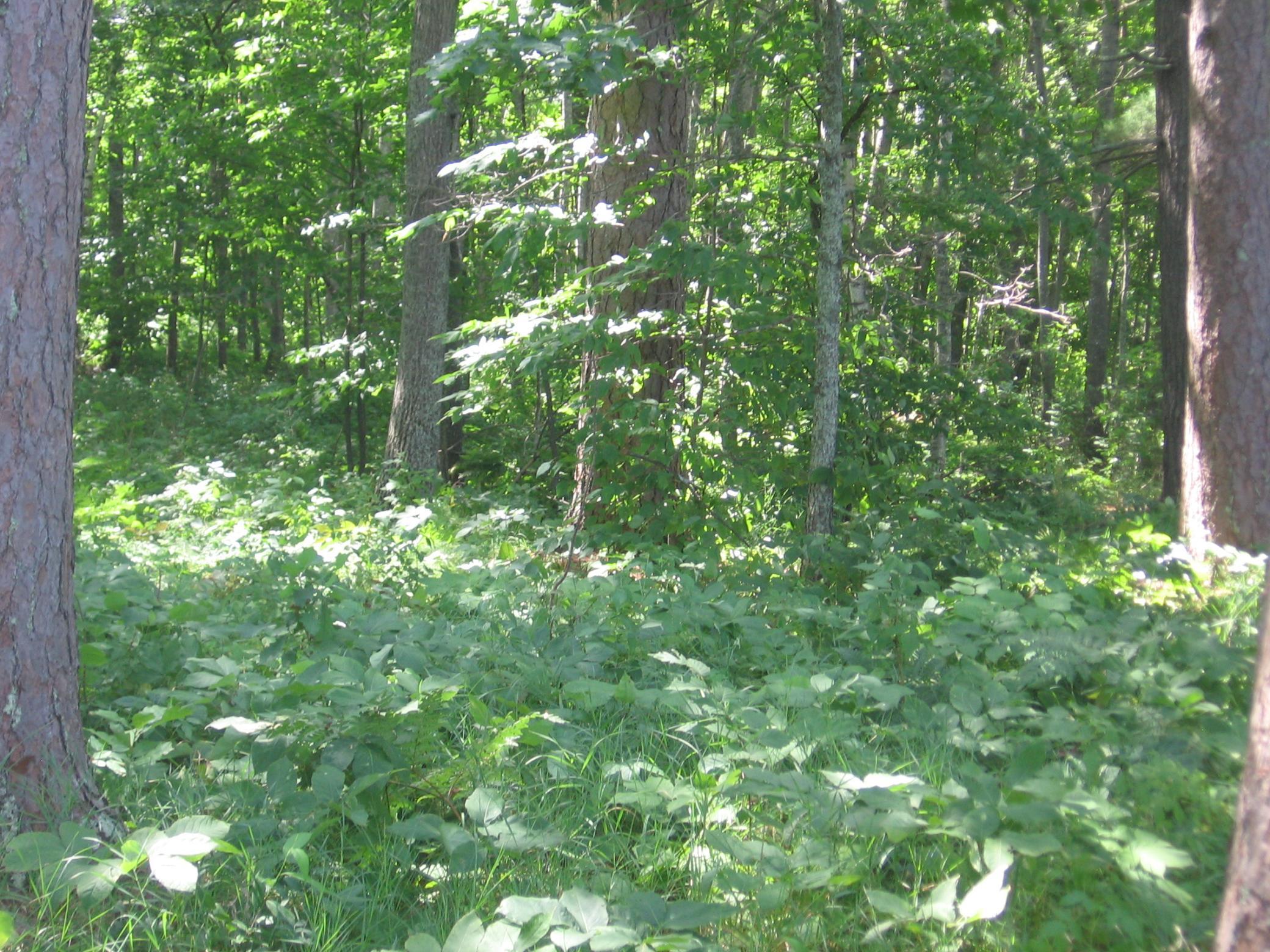 TBD County 5 NW, Hackensack MN 56452 - Photo 10 of 32
