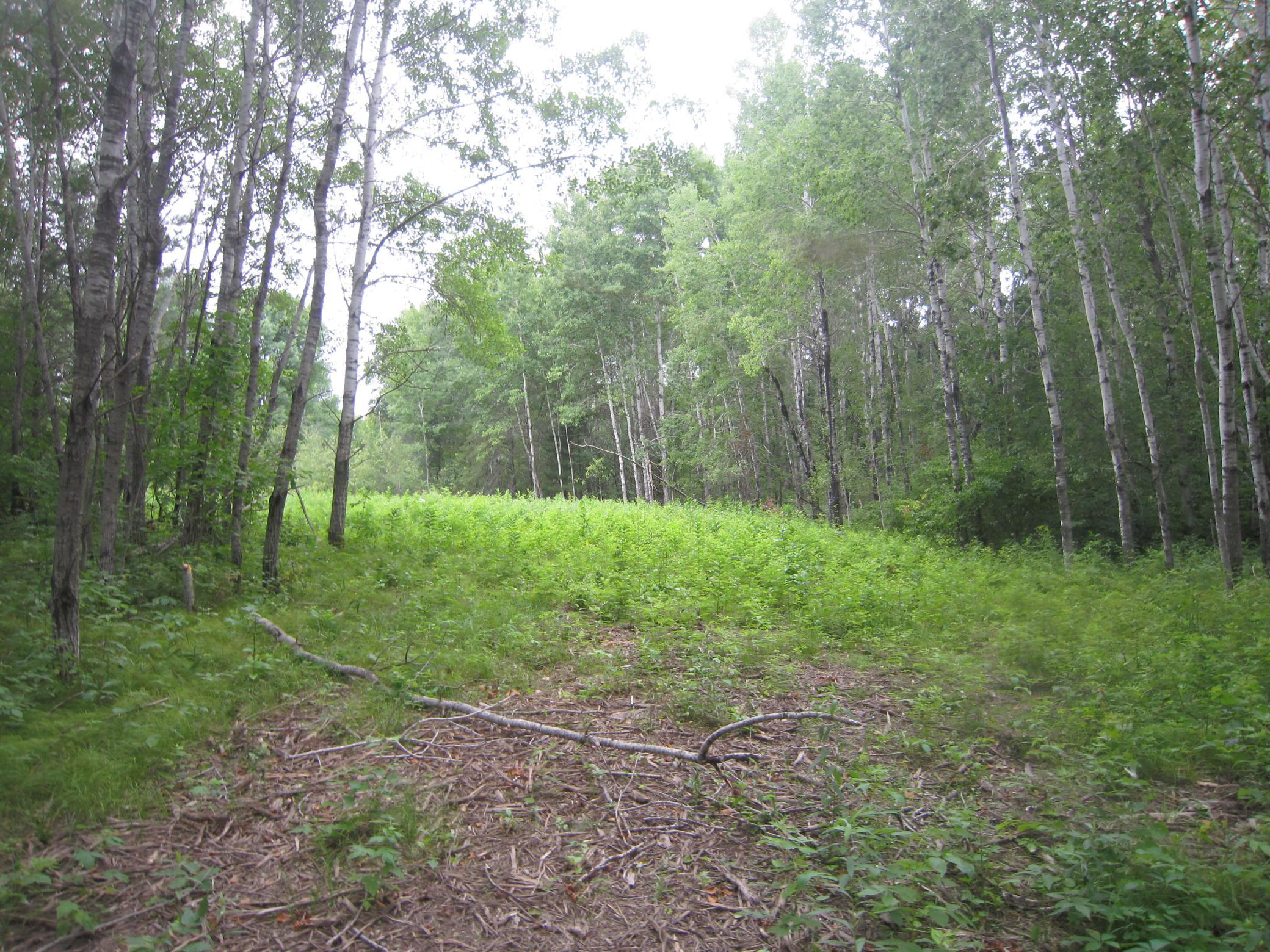 land for sale at XXX State Hwy 371 in Laporte, MN (photo 5 of 9)