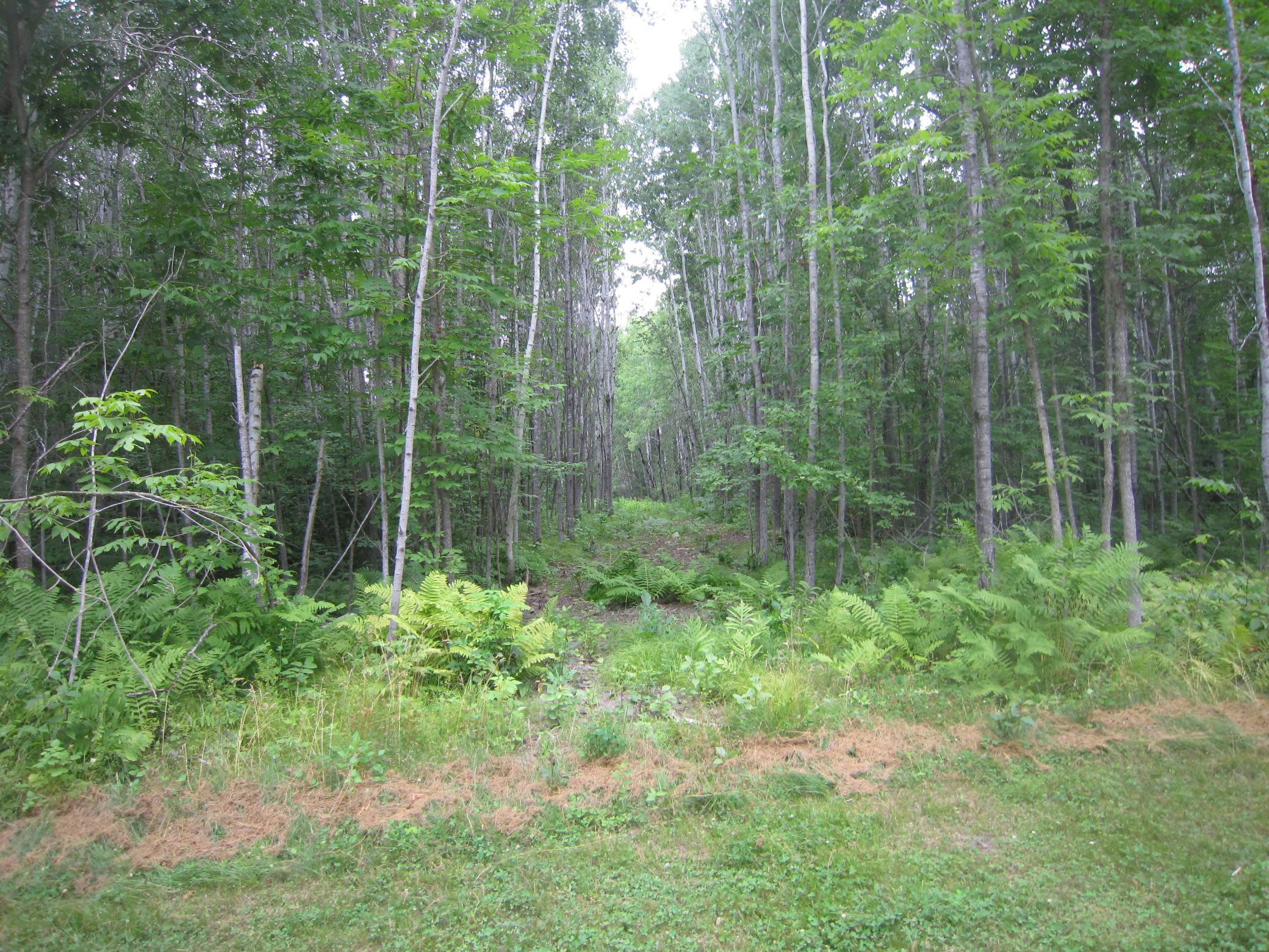 land for sale at XXX State Hwy 371 in Laporte, MN (photo 7 of 9)