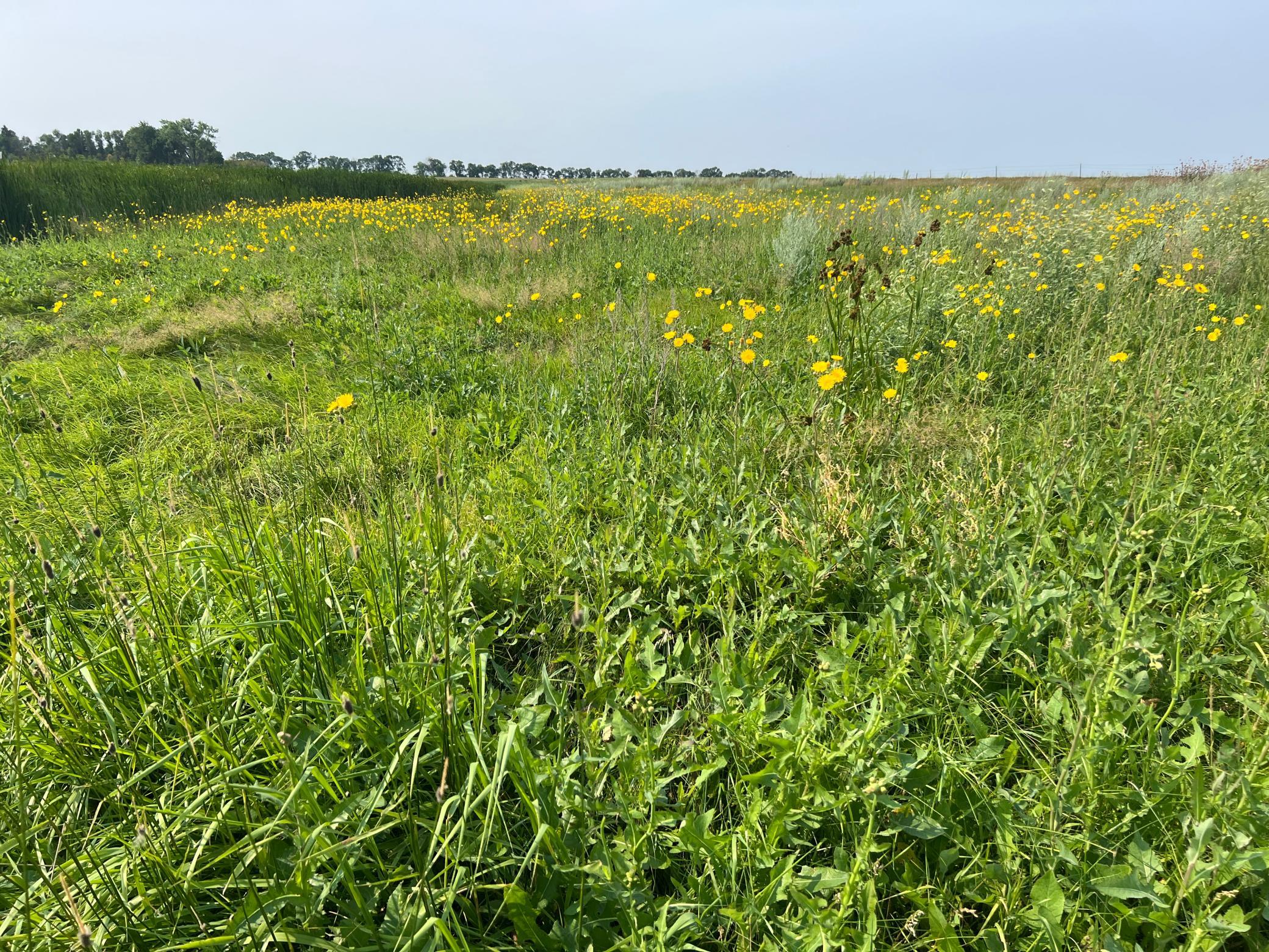 1938 single family home for sale at 10441 County Road 14 in Binford, ND — 4 bed, 1 bath (photo 73 of 94)
