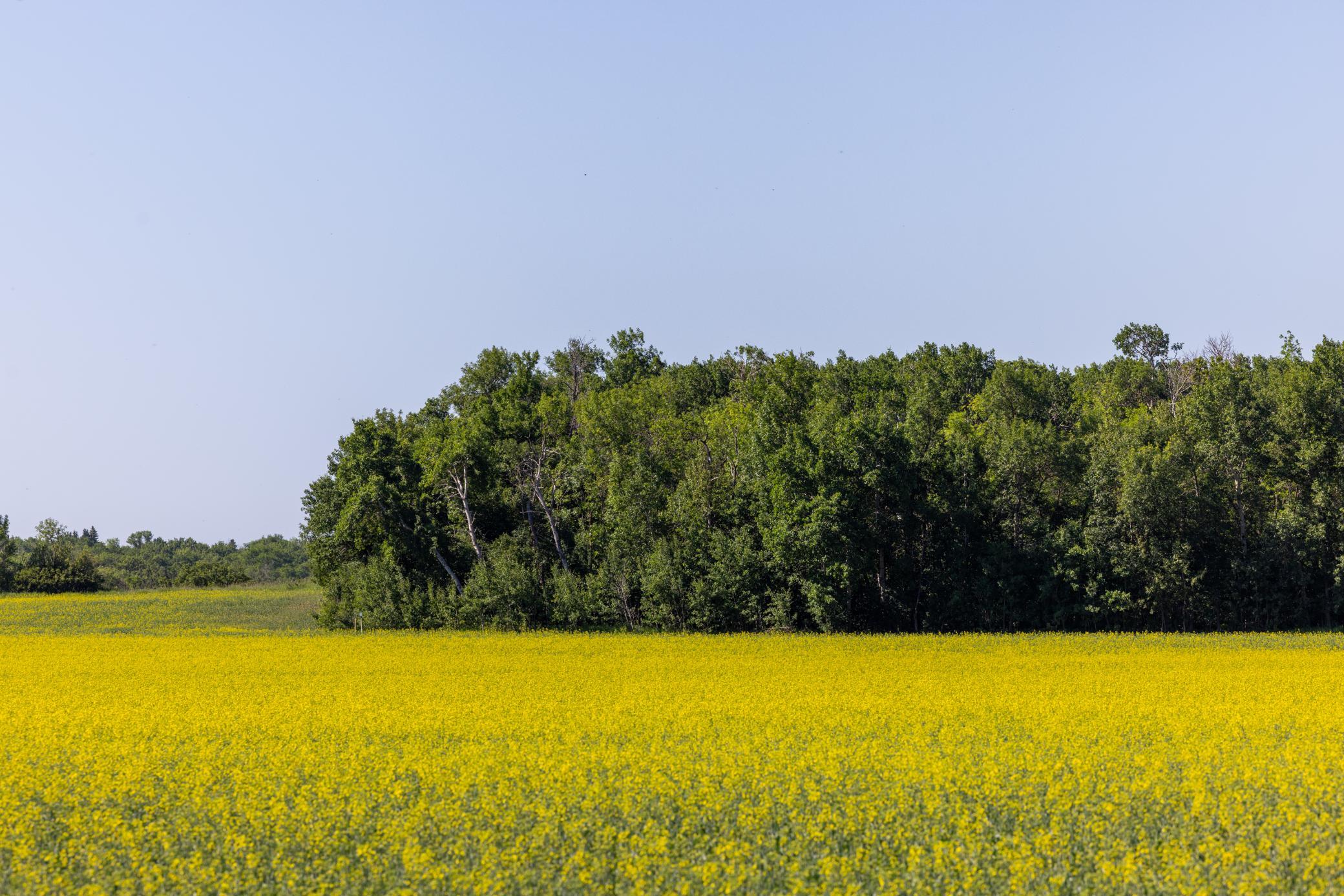 land for sale at TBD Lake Road in Bottineau, ND (photo 3 of 74)