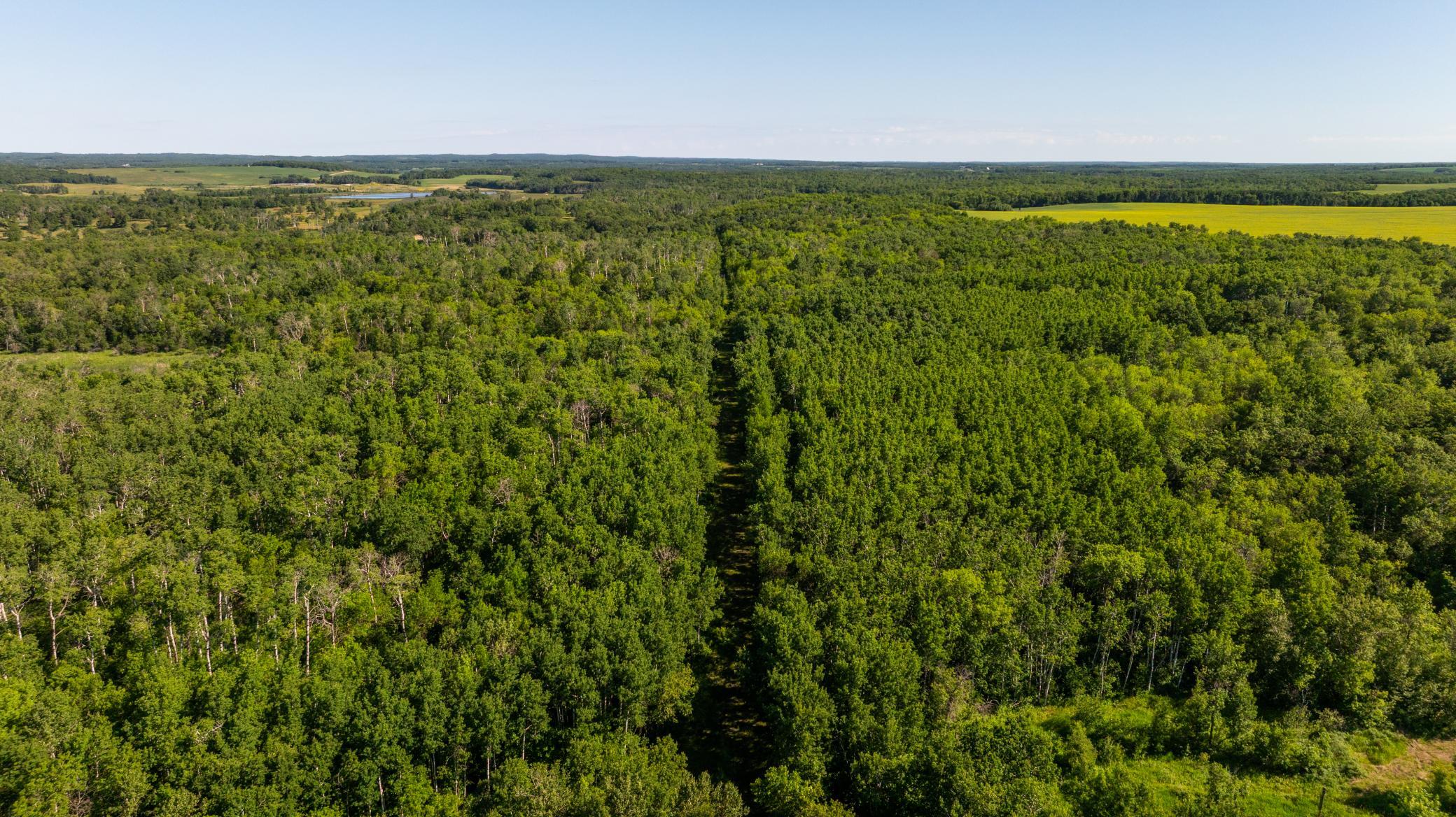 land for sale at TBD Lake Road in Bottineau, ND (photo 21 of 74)