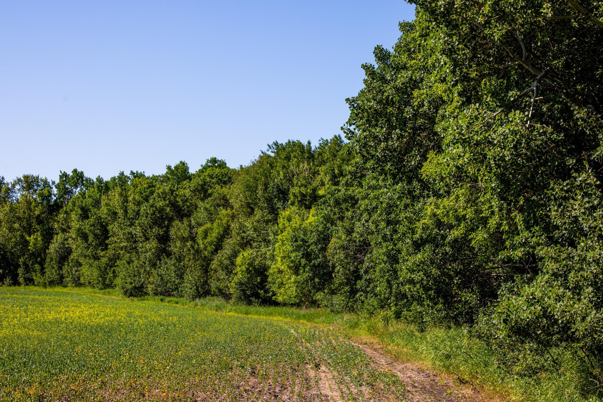 land for sale at TBD Lake Road in Bottineau, ND (photo 24 of 74)