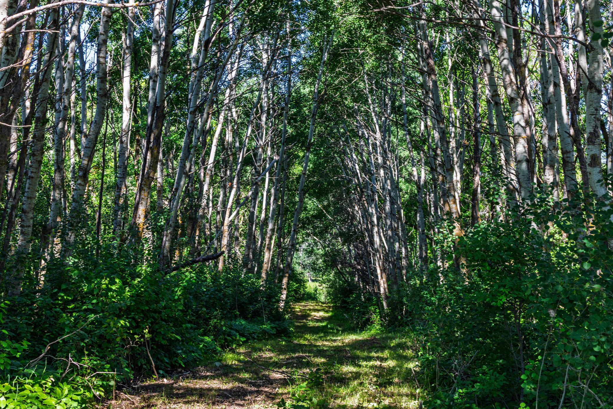 land for sale at TBD Lake Road in Bottineau, ND (photo 26 of 74)