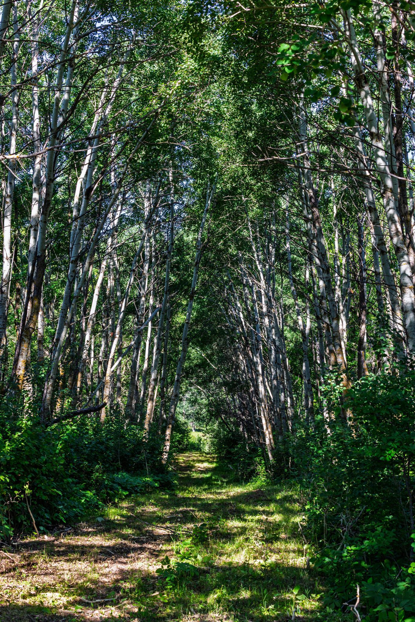 land for sale at TBD Lake Road in Bottineau, ND (photo 27 of 74)