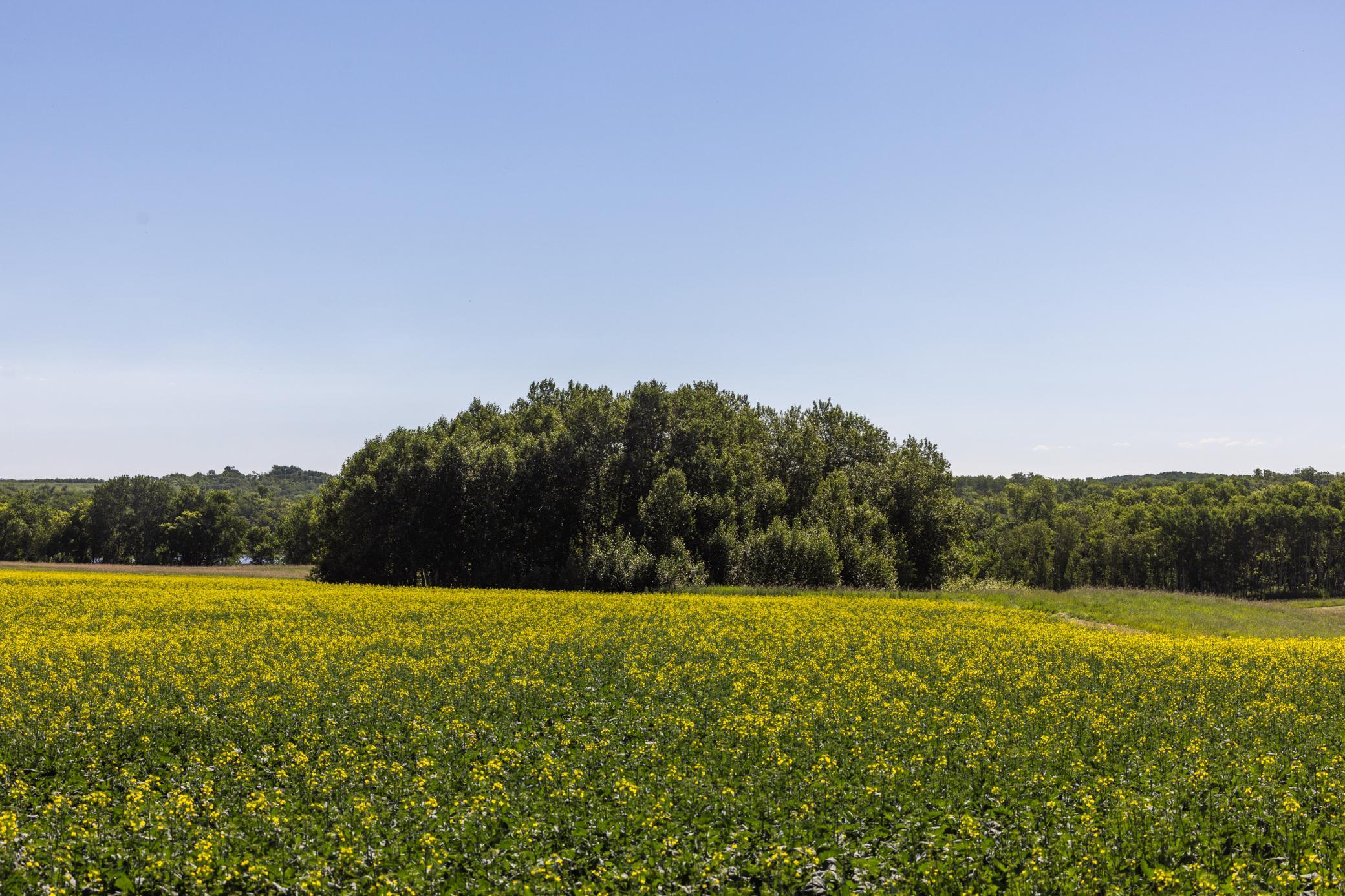 land for sale at TBD Lake Road in Bottineau, ND (photo 28 of 74)