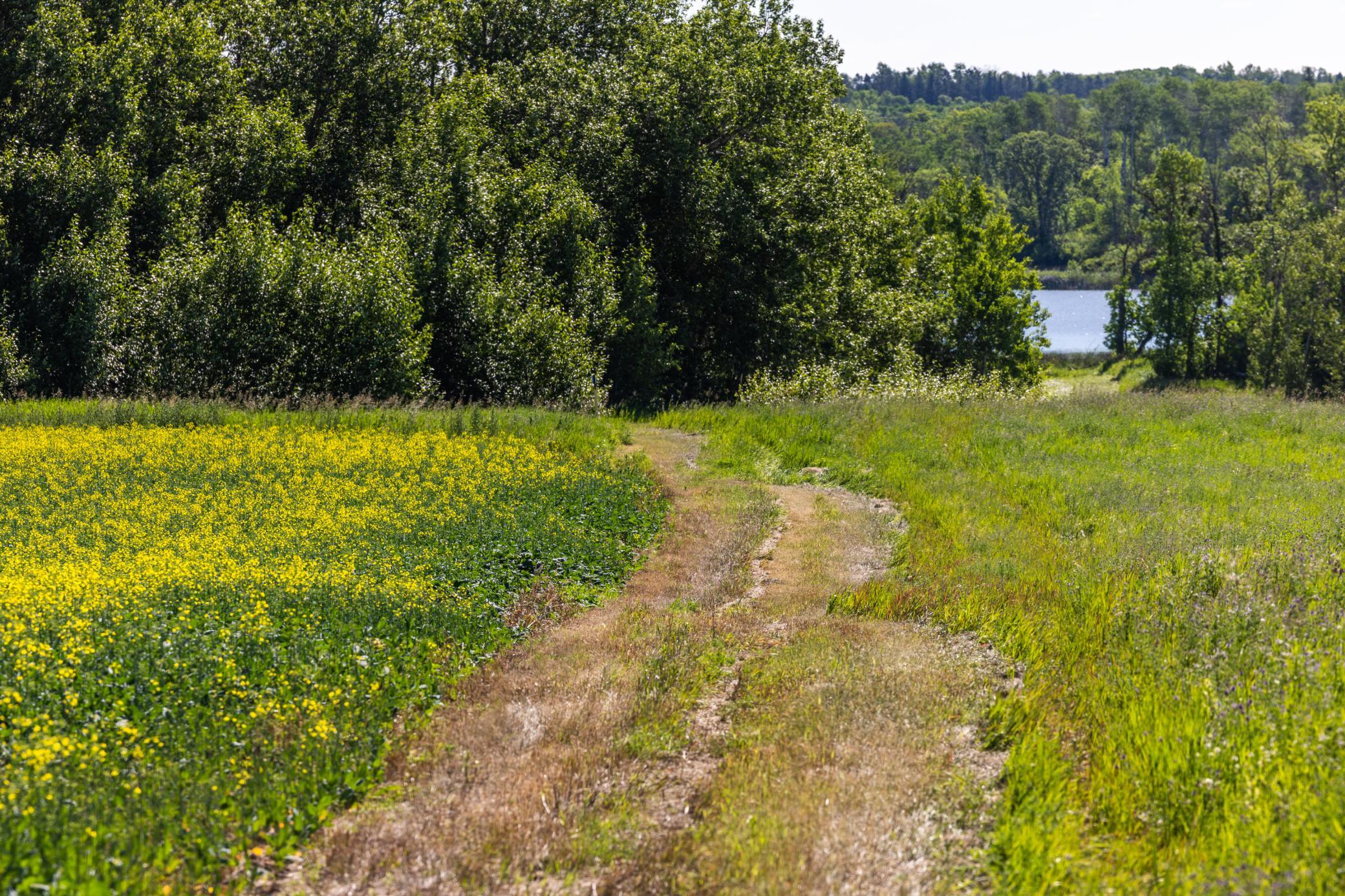 land for sale at TBD Lake Road in Bottineau, ND (photo 29 of 74)