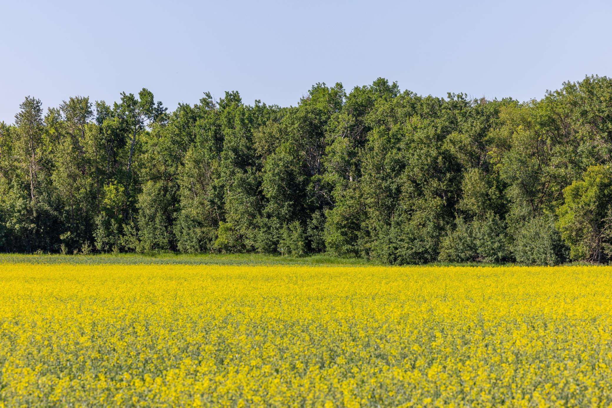 land for sale at TBD Lake Road in Bottineau, ND (photo 4 of 74)