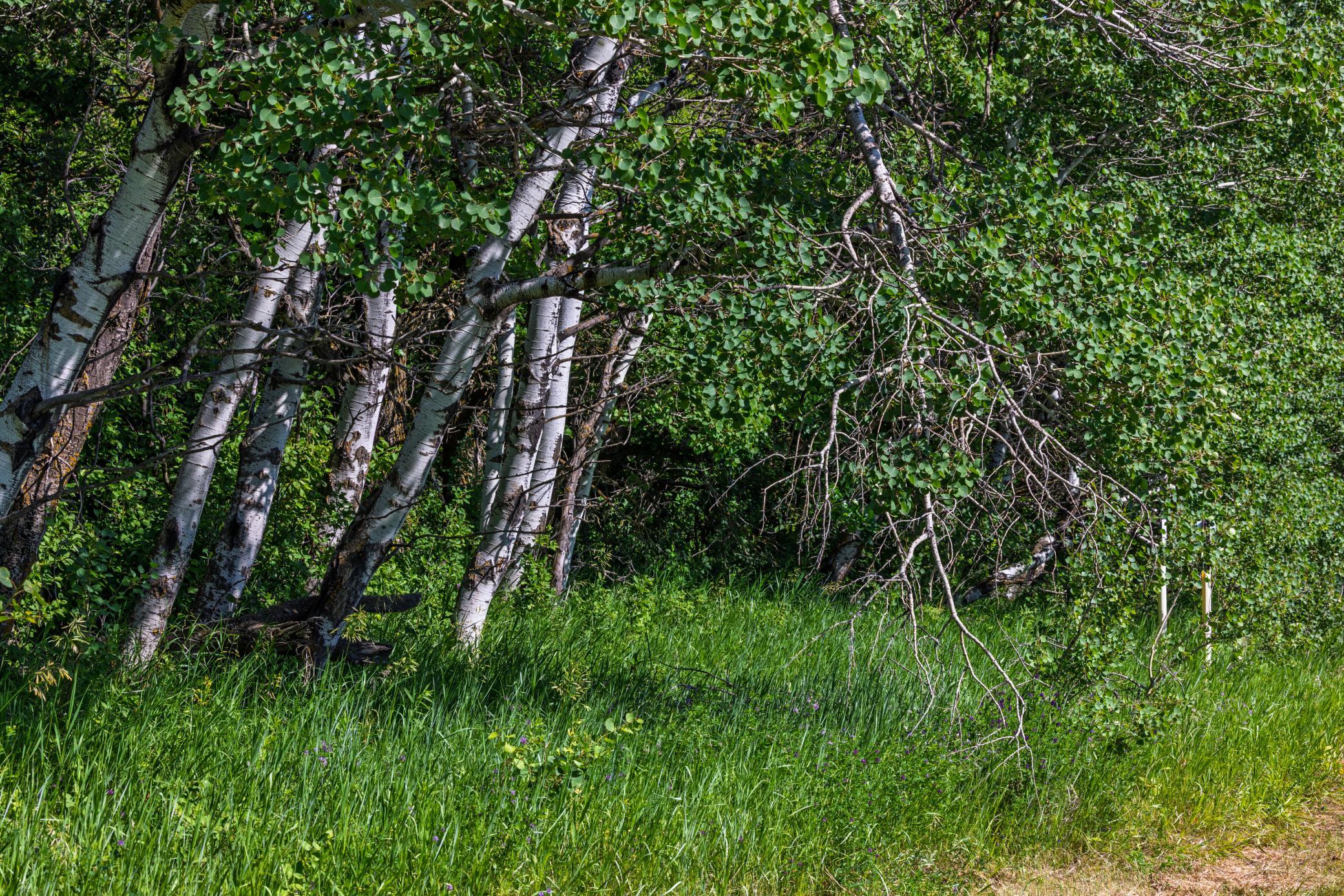 land for sale at TBD Lake Road in Bottineau, ND (photo 35 of 74)
