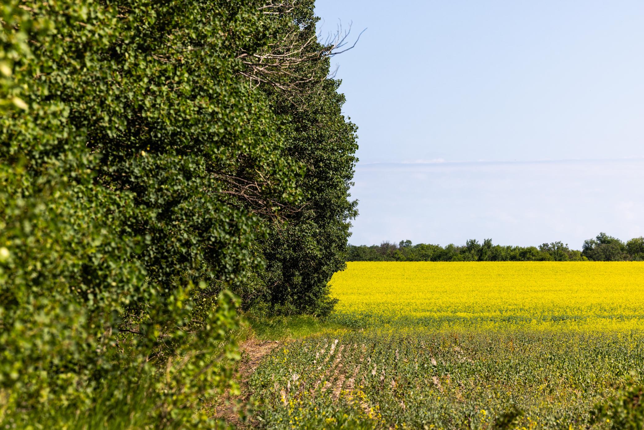 land for sale at TBD Lake Road in Bottineau, ND (photo 36 of 74)