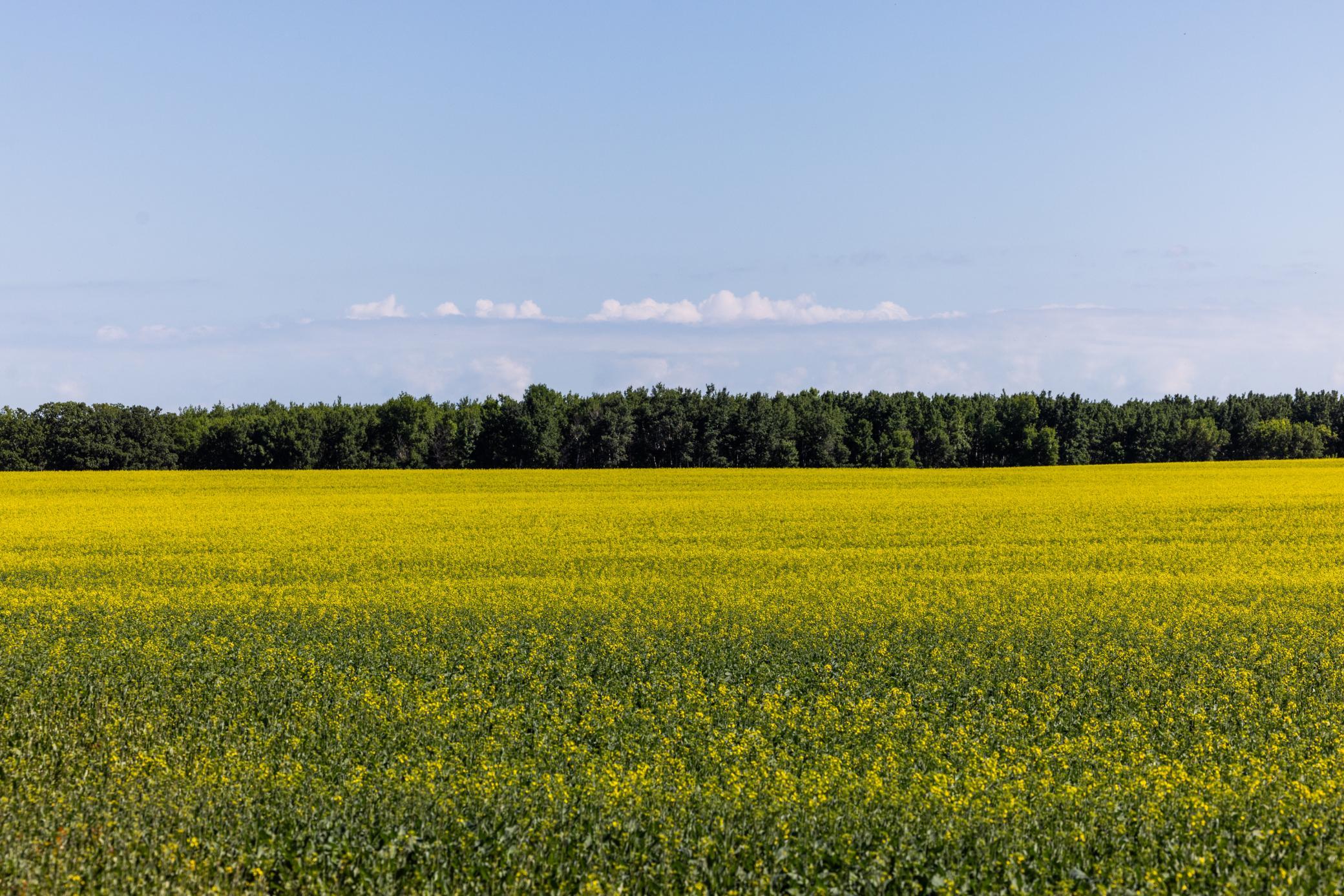 land for sale at TBD Lake Road in Bottineau, ND (photo 37 of 74)