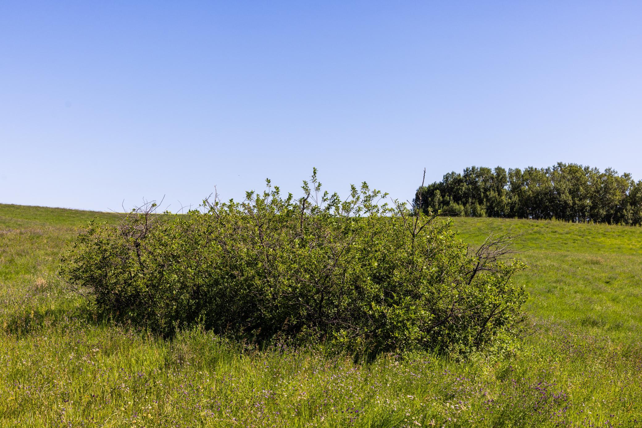land for sale at TBD Lake Road in Bottineau, ND (photo 38 of 74)