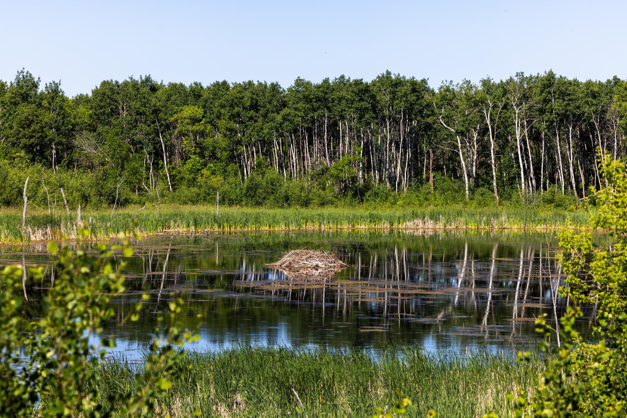 land for sale at TBD Lake Road in Bottineau, ND (photo 39 of 74)