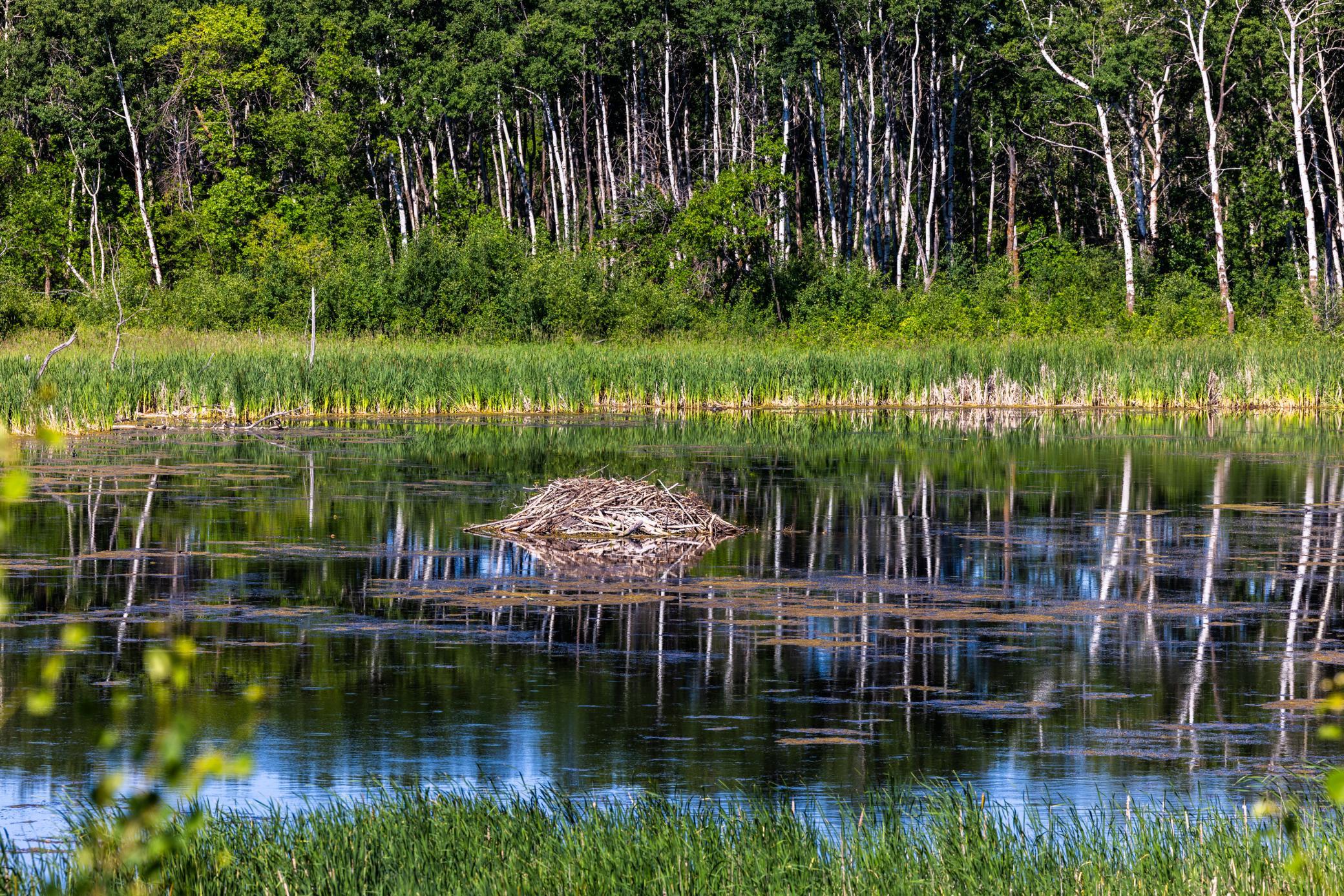 land for sale at TBD Lake Road in Bottineau, ND (photo 40 of 74)