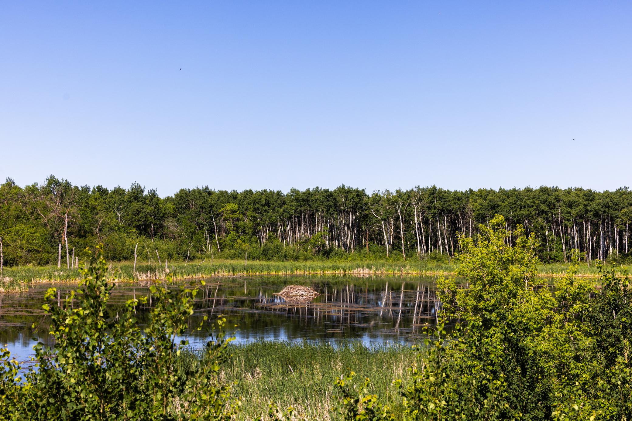 land for sale at TBD Lake Road in Bottineau, ND (photo 41 of 74)
