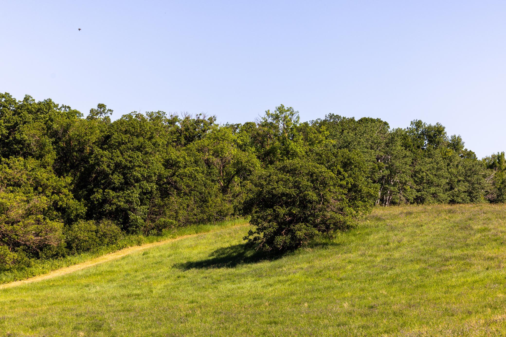 land for sale at TBD Lake Road in Bottineau, ND (photo 42 of 74)