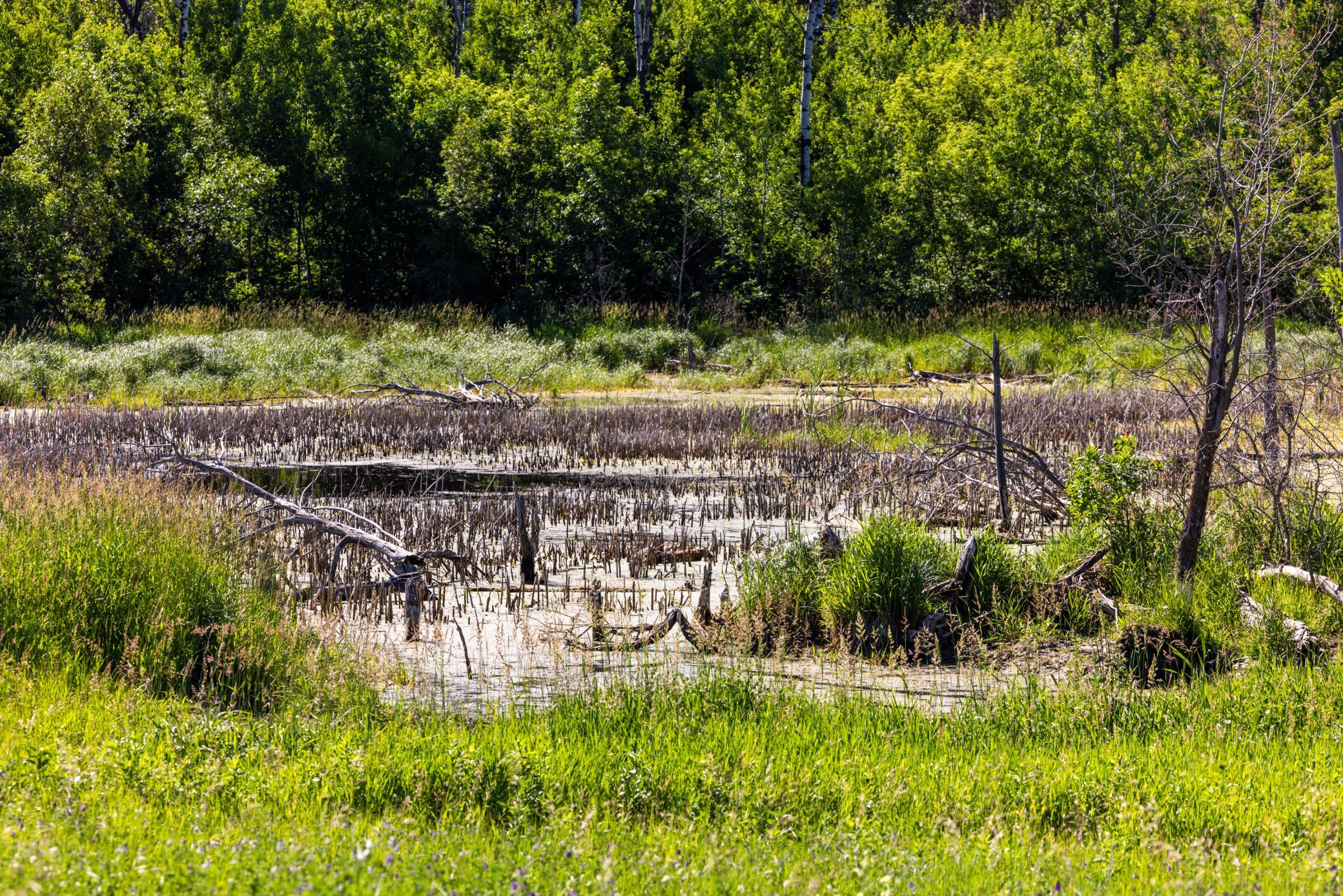 land for sale at TBD Lake Road in Bottineau, ND (photo 45 of 74)