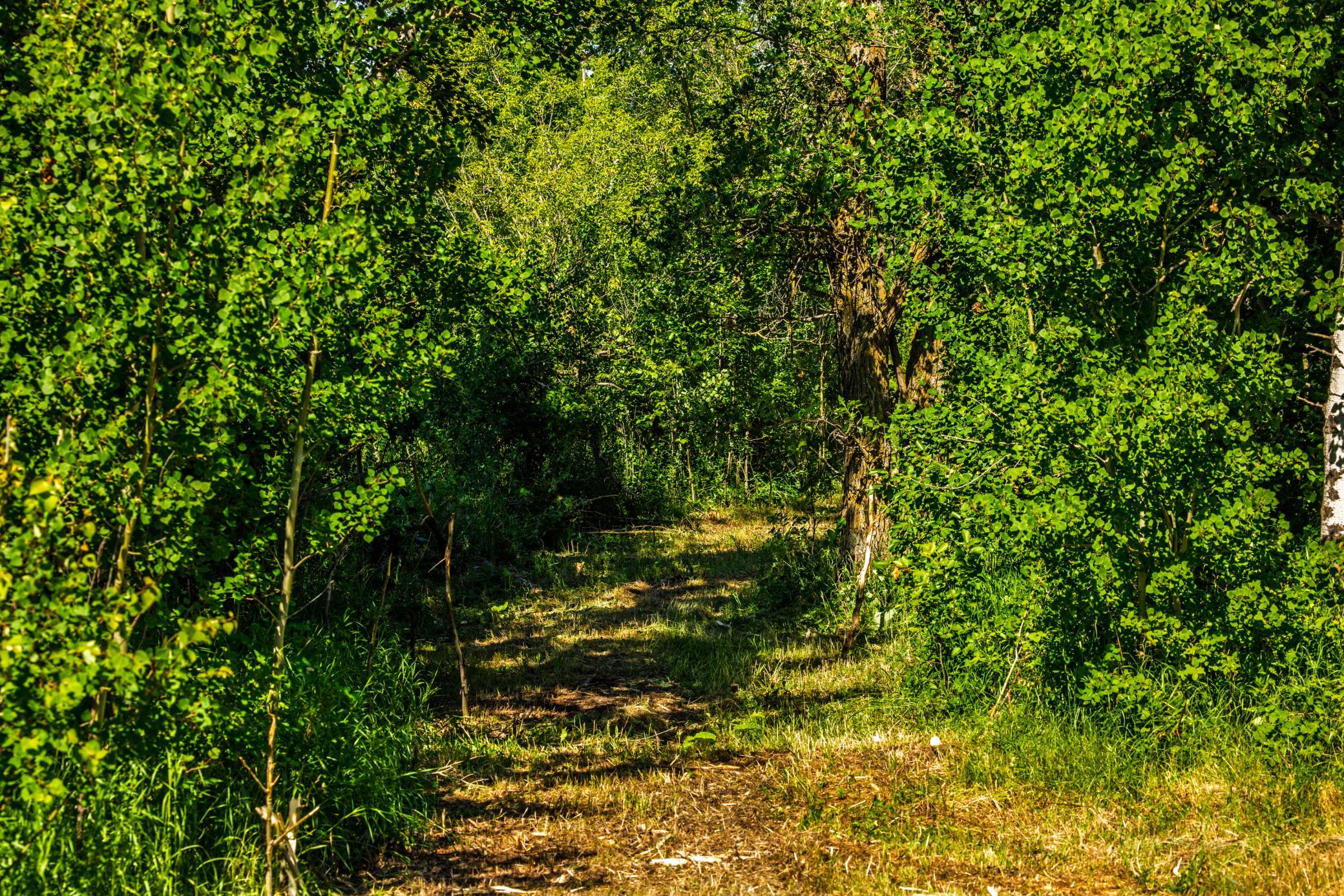 land for sale at TBD Lake Road in Bottineau, ND (photo 51 of 74)