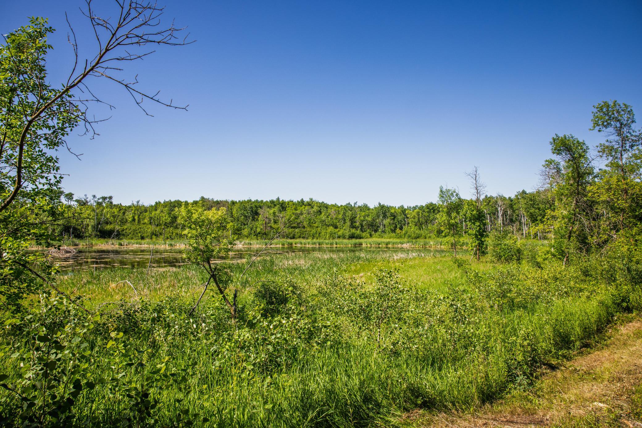land for sale at TBD Lake Road in Bottineau, ND (photo 53 of 74)