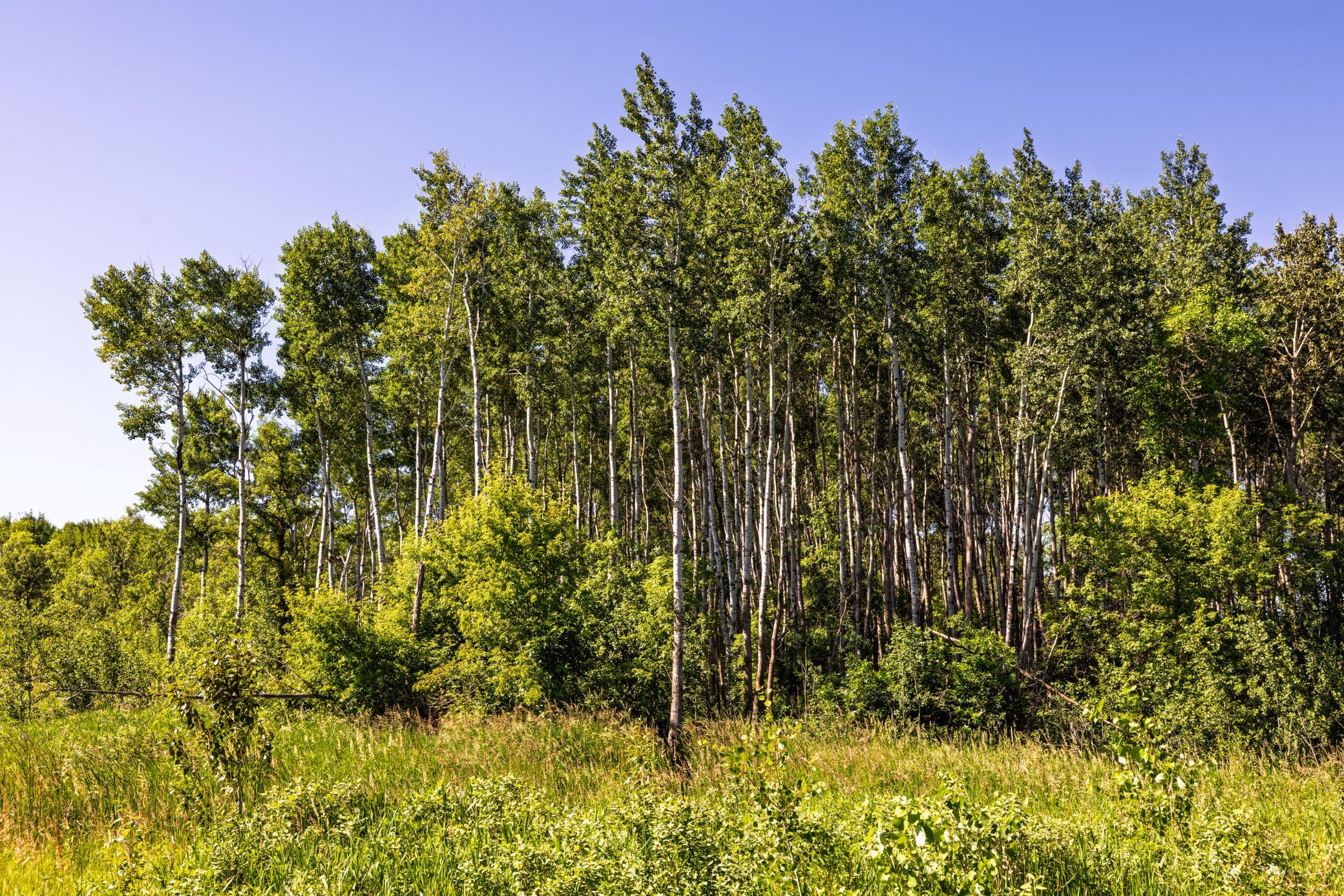 land for sale at TBD Lake Road in Bottineau, ND (photo 57 of 74)