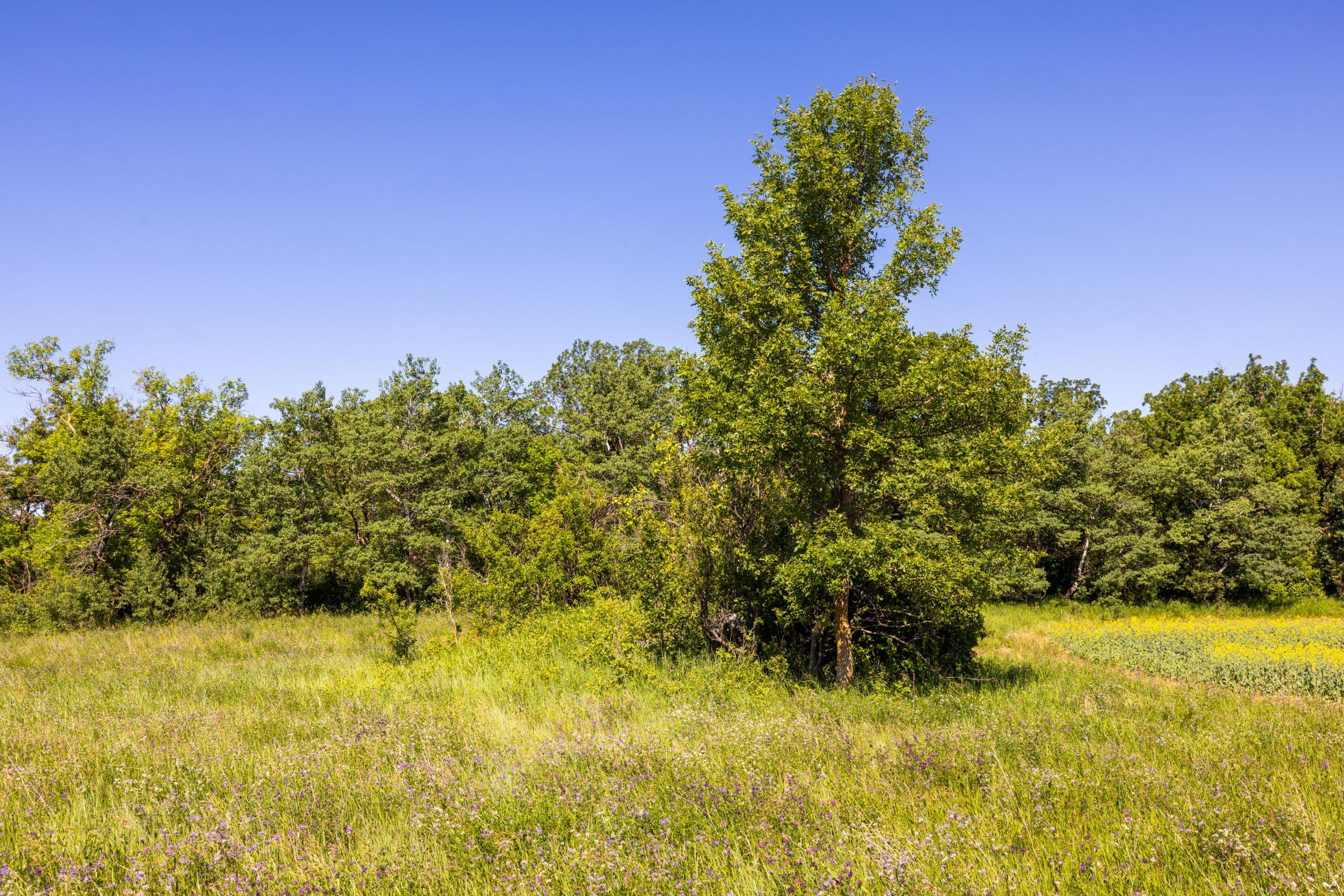 land for sale at TBD Lake Road in Bottineau, ND (photo 66 of 74)