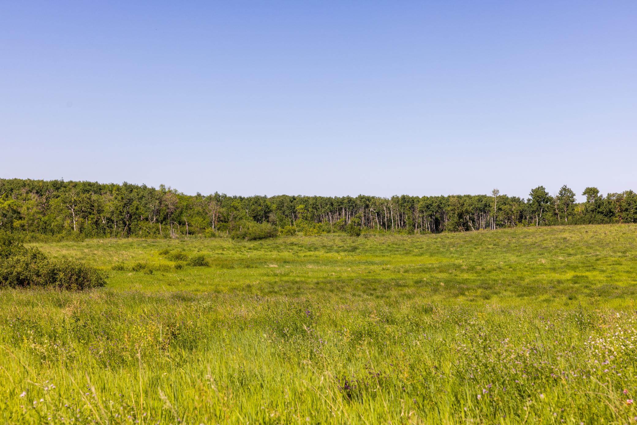 land for sale at TBD Lake Road in Bottineau, ND (photo 69 of 74)