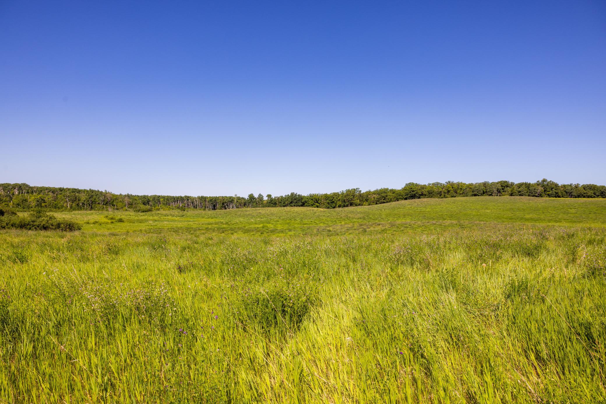 land for sale at TBD Lake Road in Bottineau, ND (photo 70 of 74)