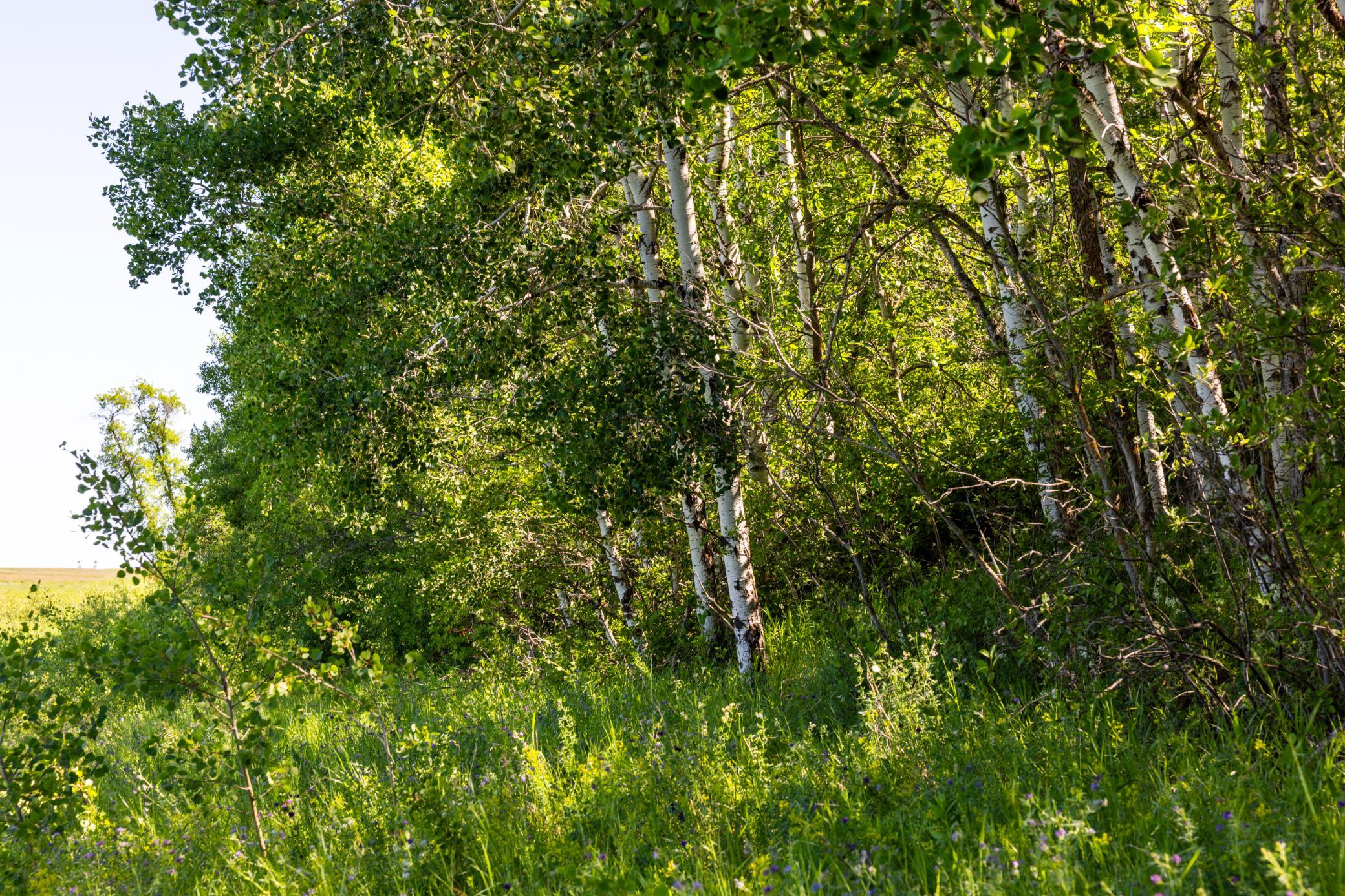 land for sale at TBD Lake Road in Bottineau, ND (photo 73 of 74)