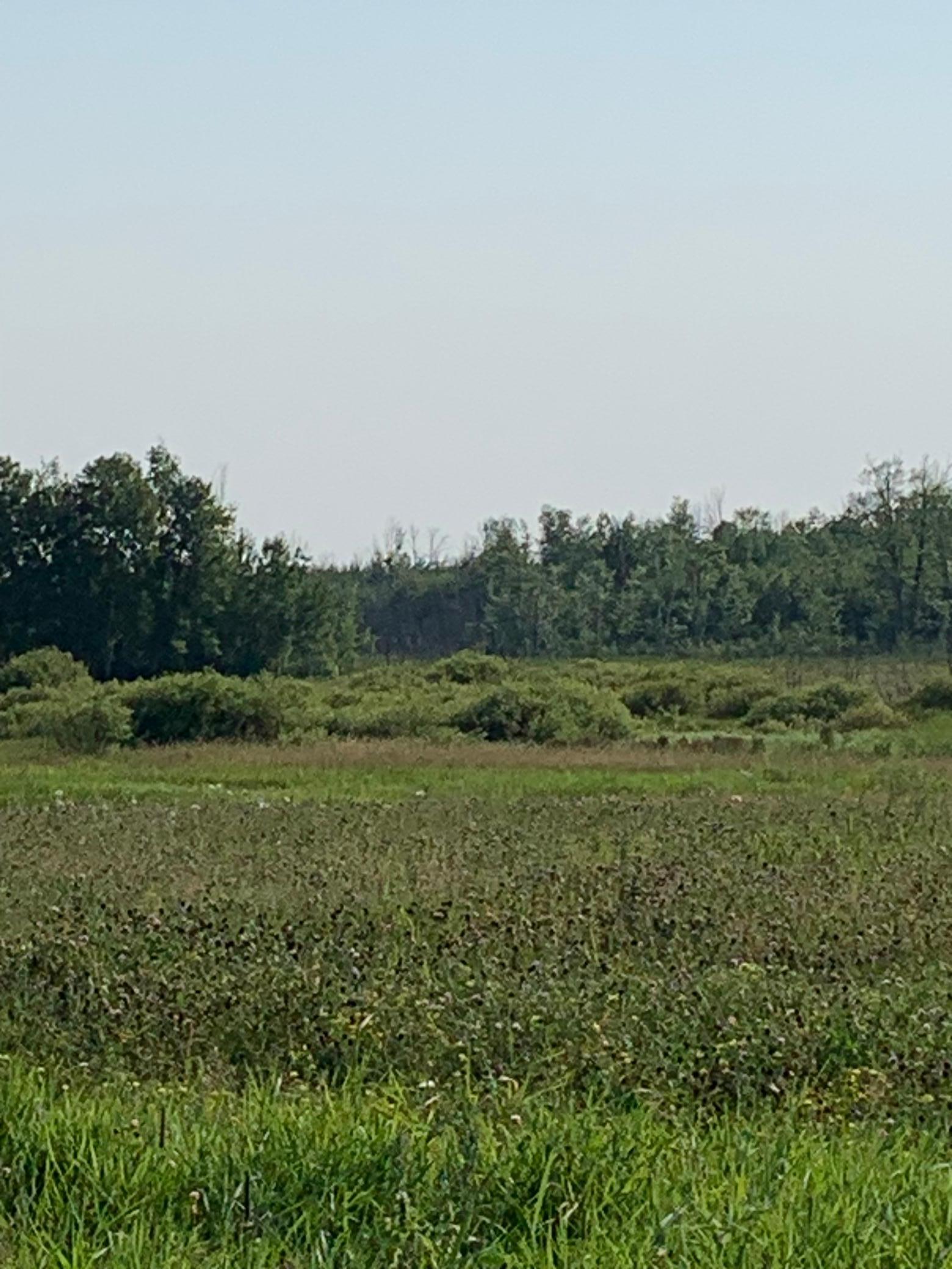 1918 land for sale at 14331 395th Lane in Tamarack, MN (photo 37 of 53)