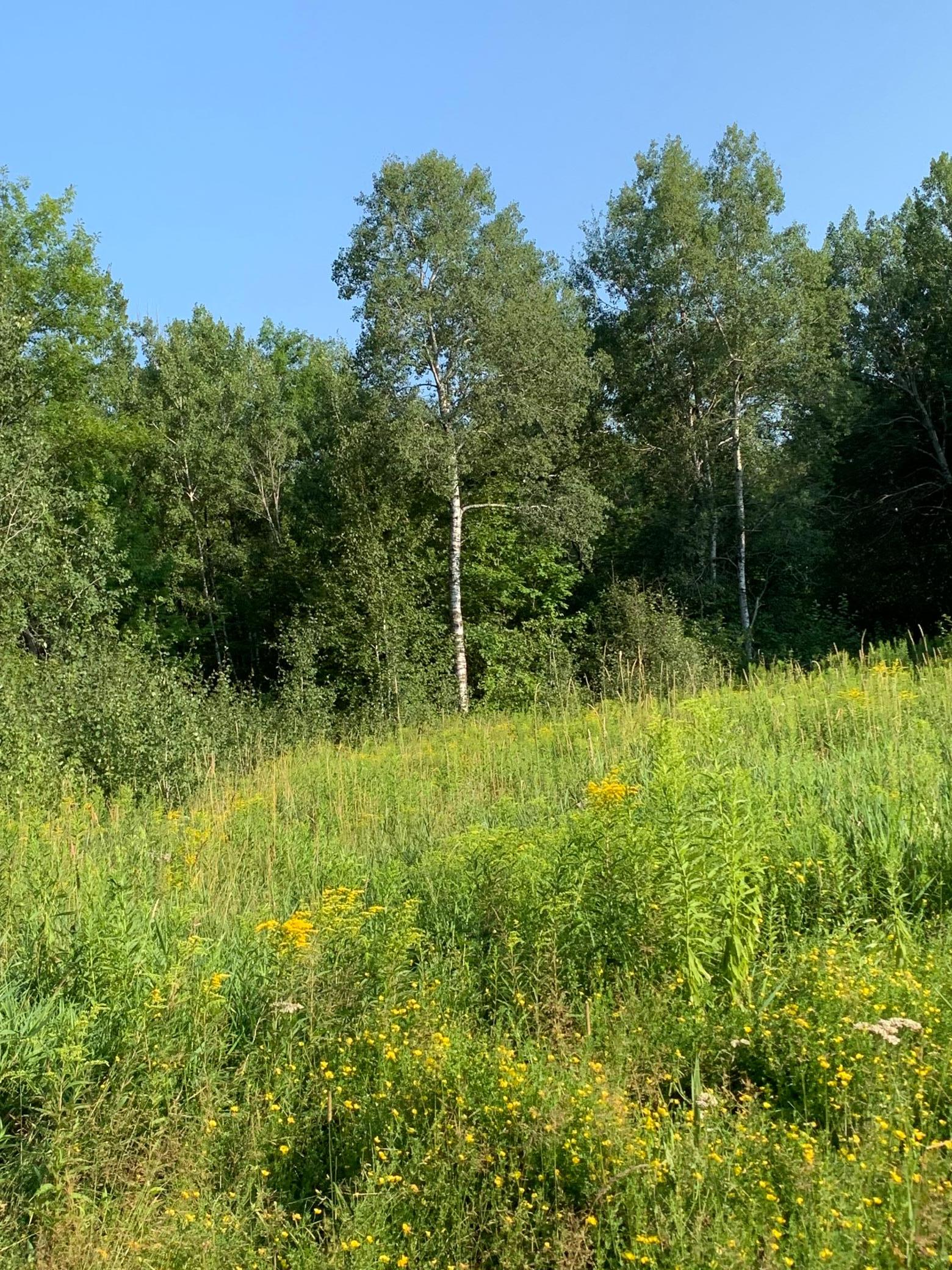 1918 land for sale at 14331 395th Lane in Tamarack, MN (photo 43 of 53)