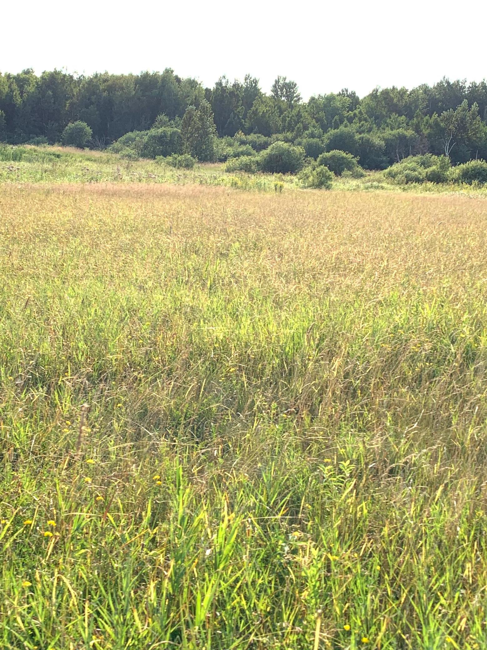 1918 land for sale at 14331 395th Lane in Tamarack, MN (photo 49 of 53)