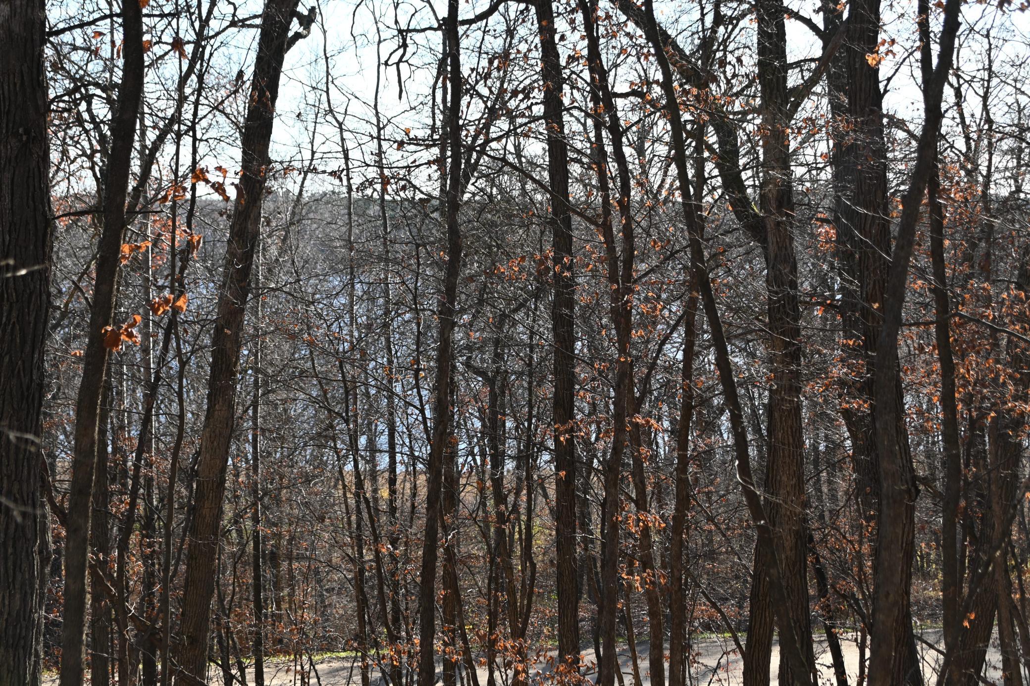 land for sale at TBD 392 Street in Fawn Lake Twp, MN (photo 12 of 17)