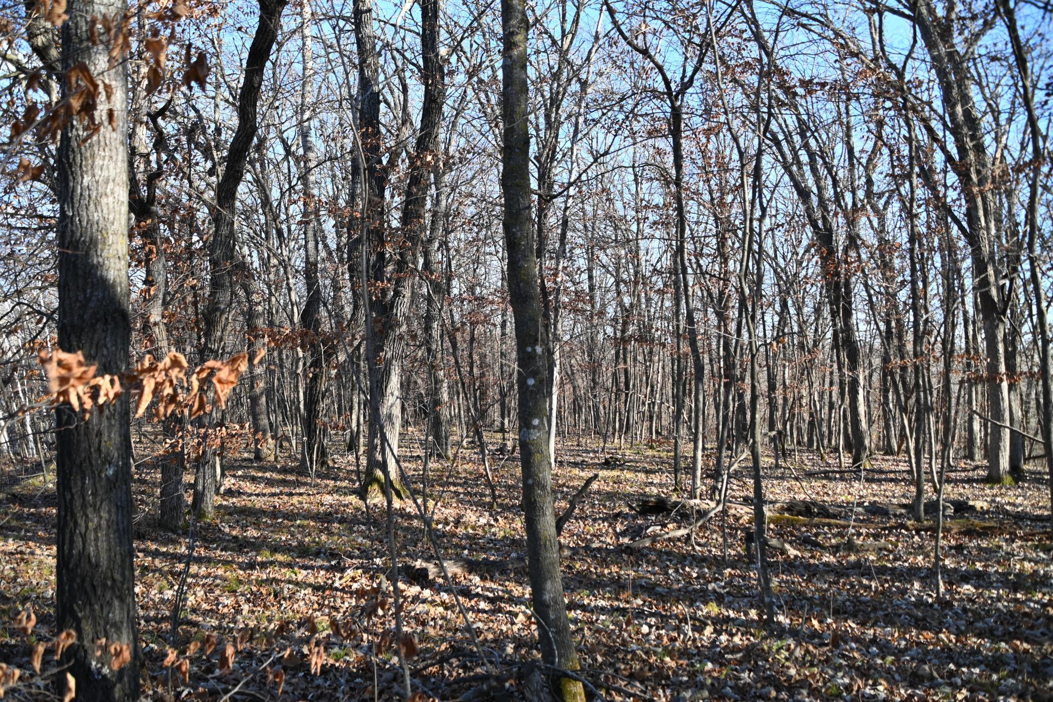 land for sale at TBD 392 Street in Fawn Lake Twp, MN (photo 5 of 17)