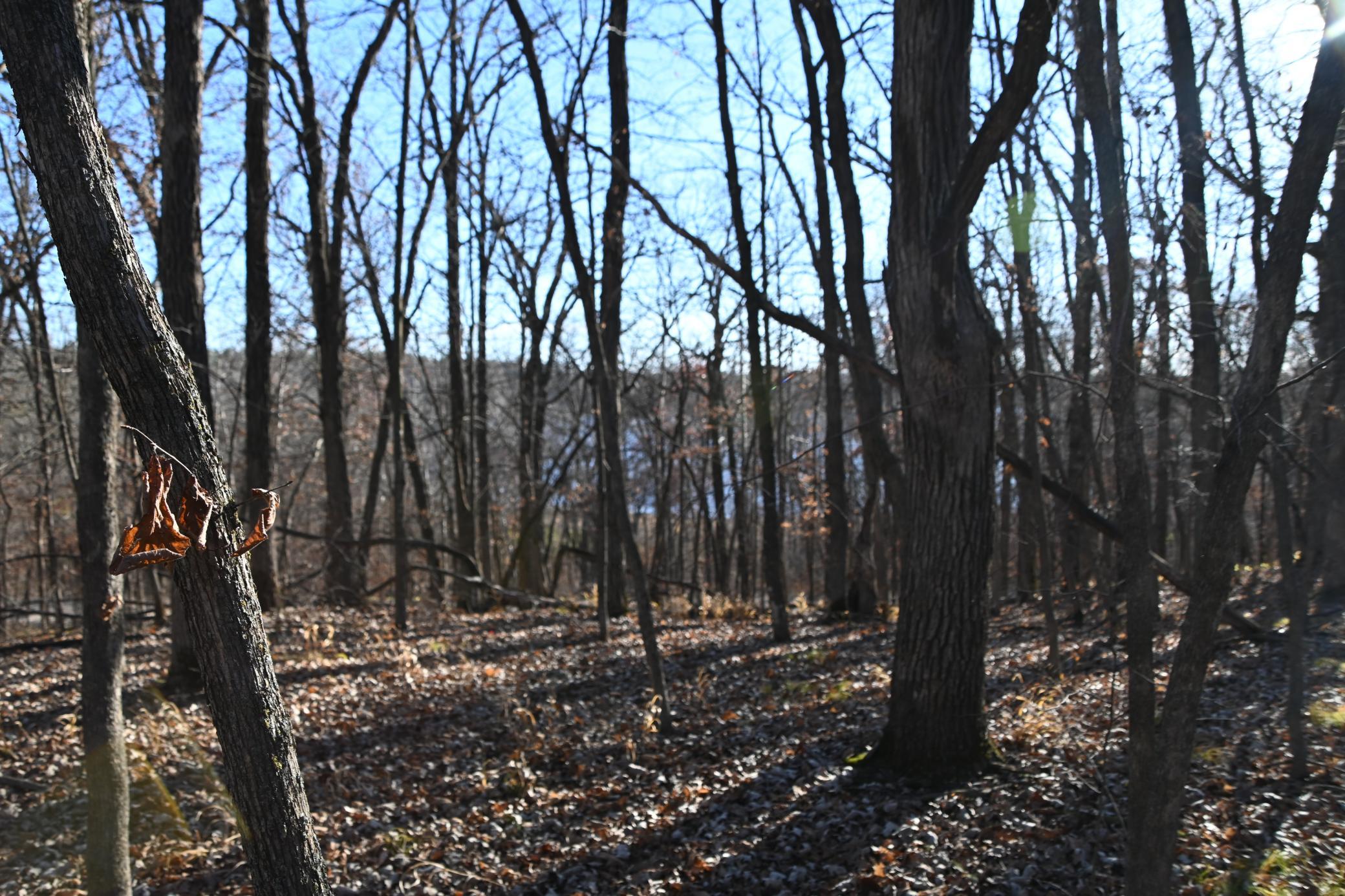 land for sale at TBD 392 Street in Fawn Lake Twp, MN (photo 6 of 17)