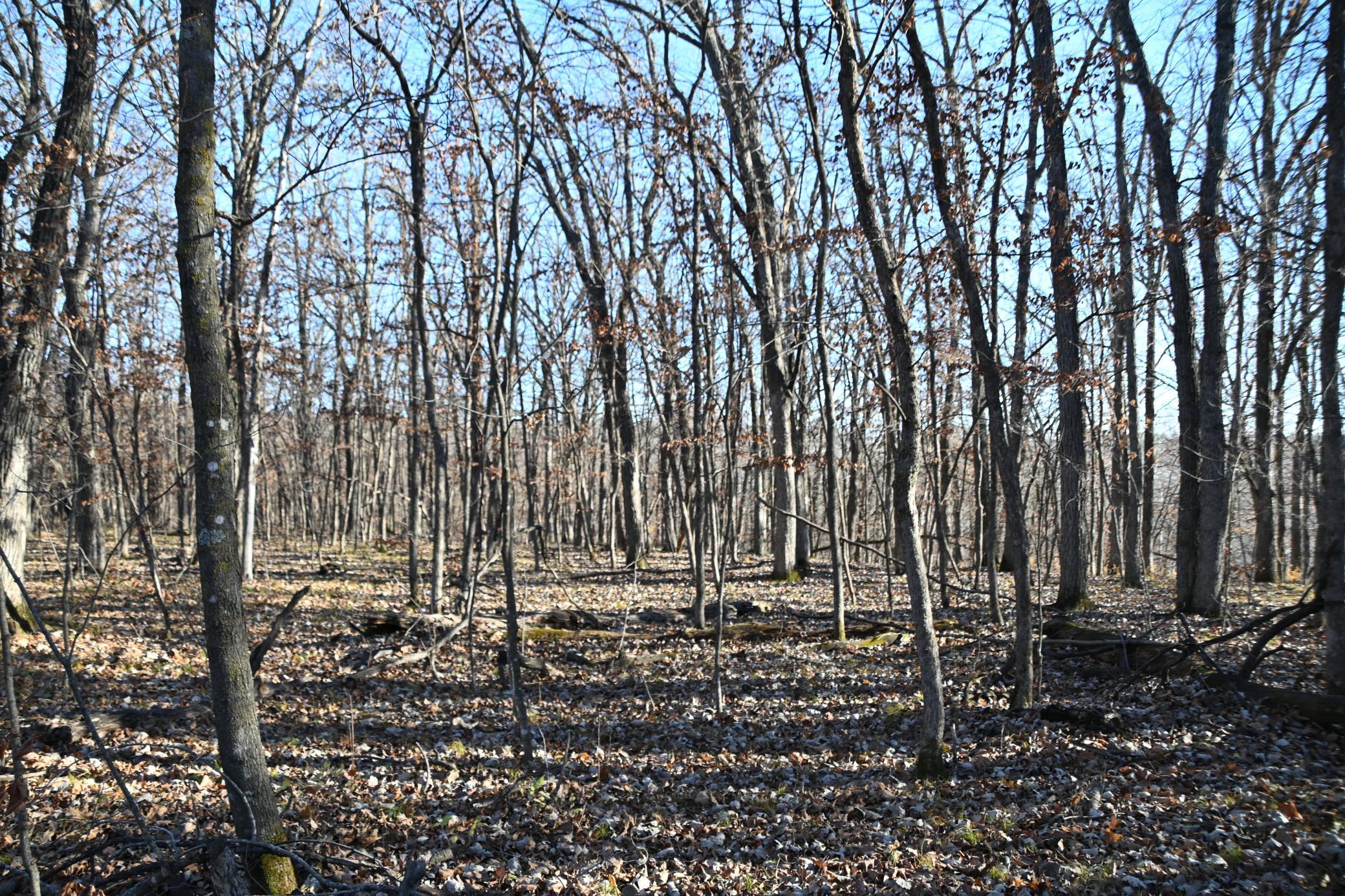 land for sale at TBD 392 Street in Fawn Lake Twp, MN (photo 7 of 17)