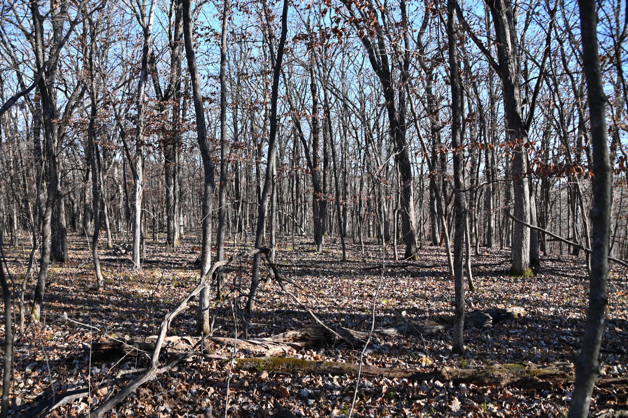 land for sale at TBD 392 Street in Fawn Lake Twp, MN (photo 8 of 17)