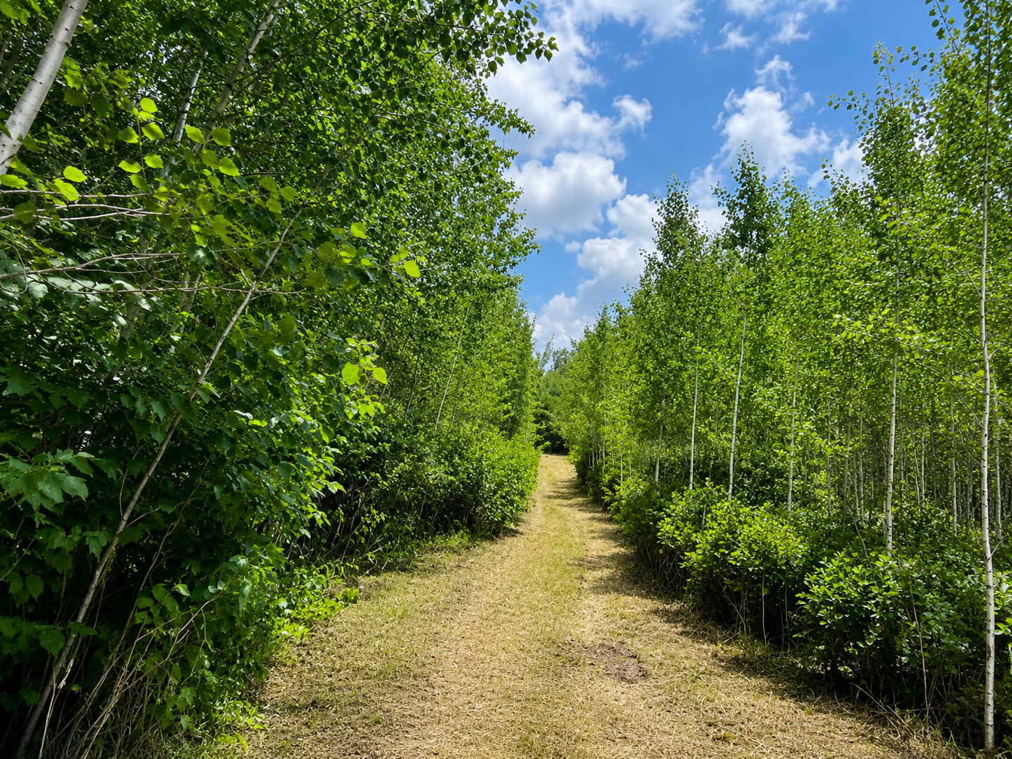 TBD Chimney Road, Nevis MN 56467 - Photo 6 of 13