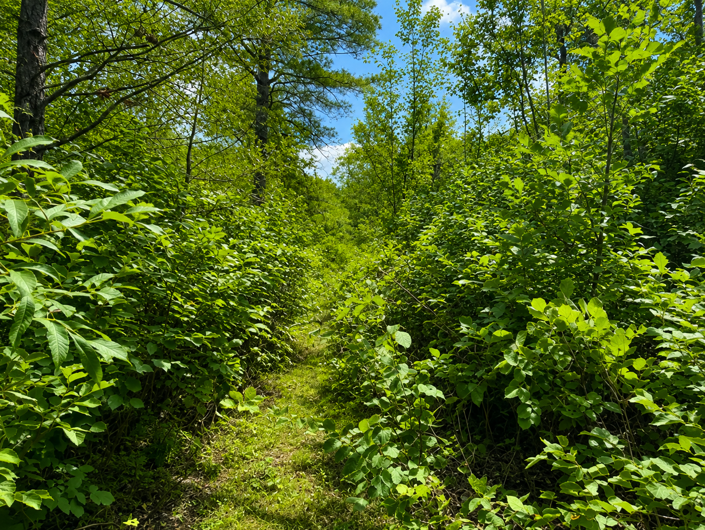TBD Chimney Road, Nevis MN 56467 - Photo 8 of 13