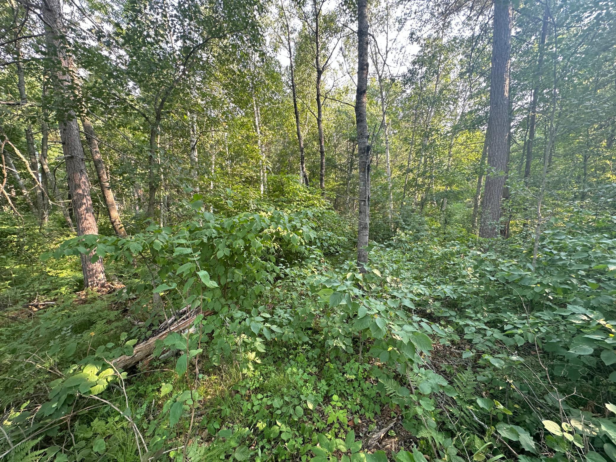 land for sale at TBD Ski Chalet Dr in Breezy Point, MN (photo 6 of 8)