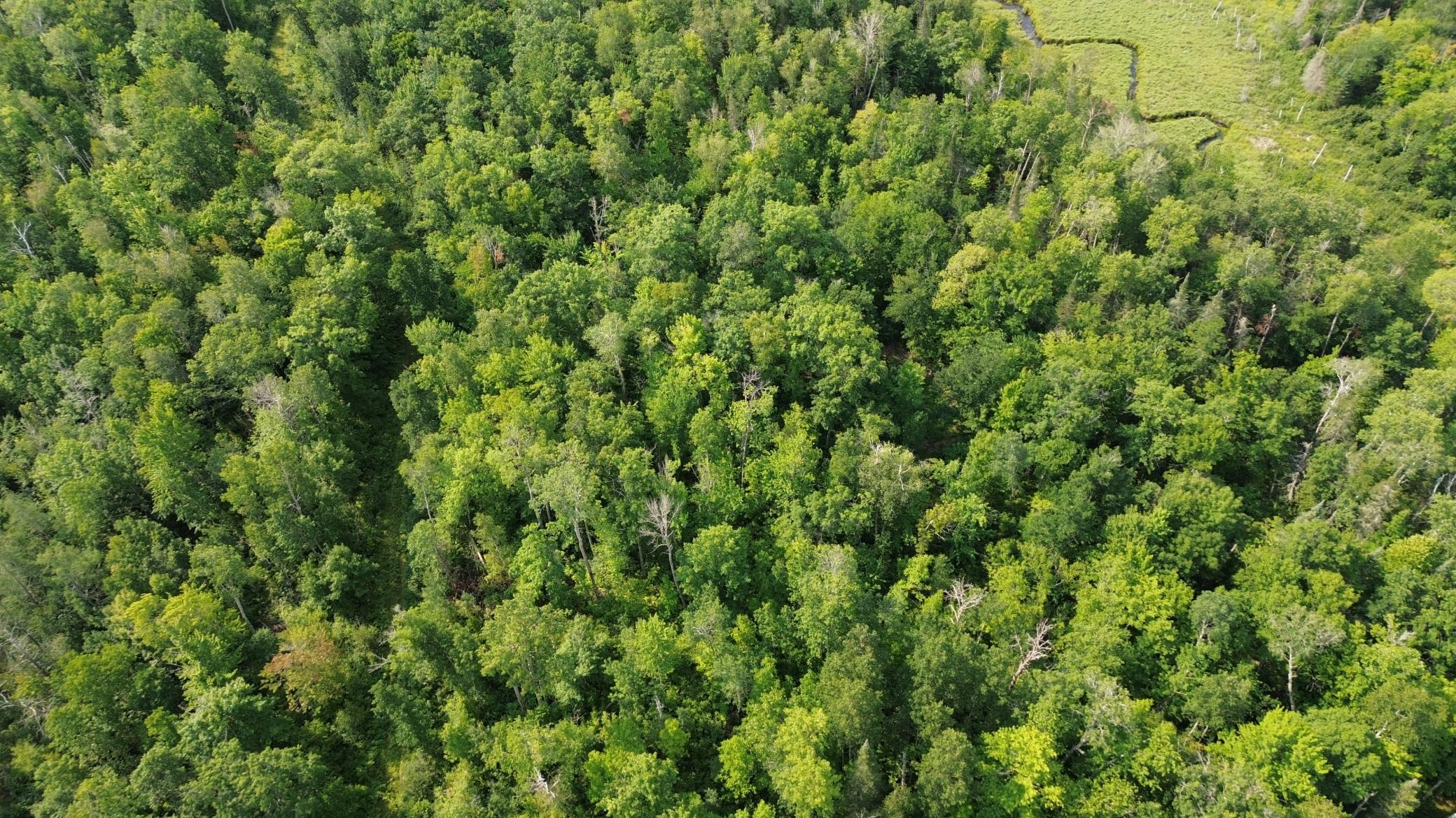land for sale at 22751 County Road 1 in Emily, MN (photo 3 of 5)