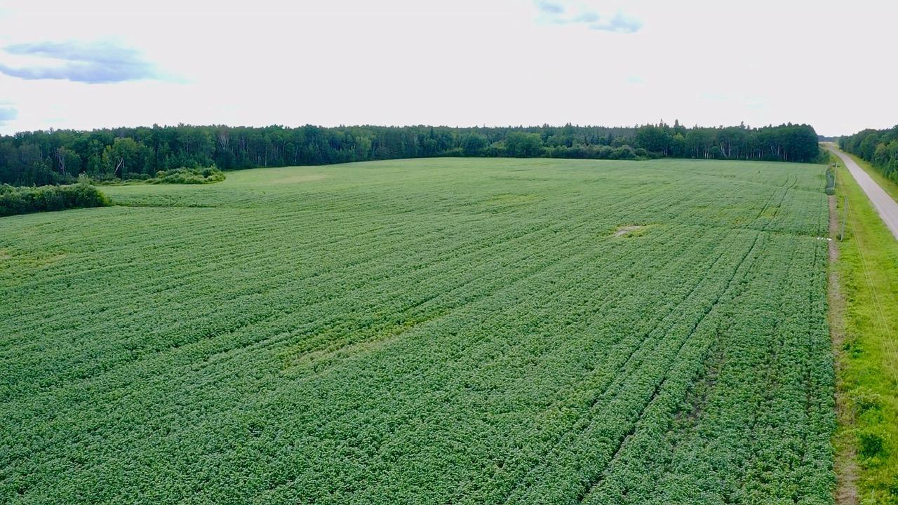 land for sale at _ County Road 19 in Roseau, MN (photo 14 of 15)