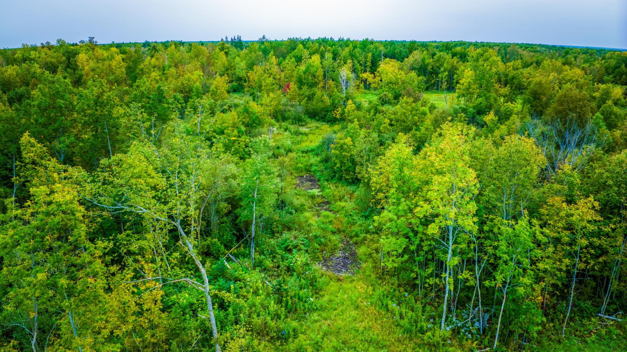 land for sale at 12479 Battle Road NE in Blackduck, MN (photo 13 of 37)