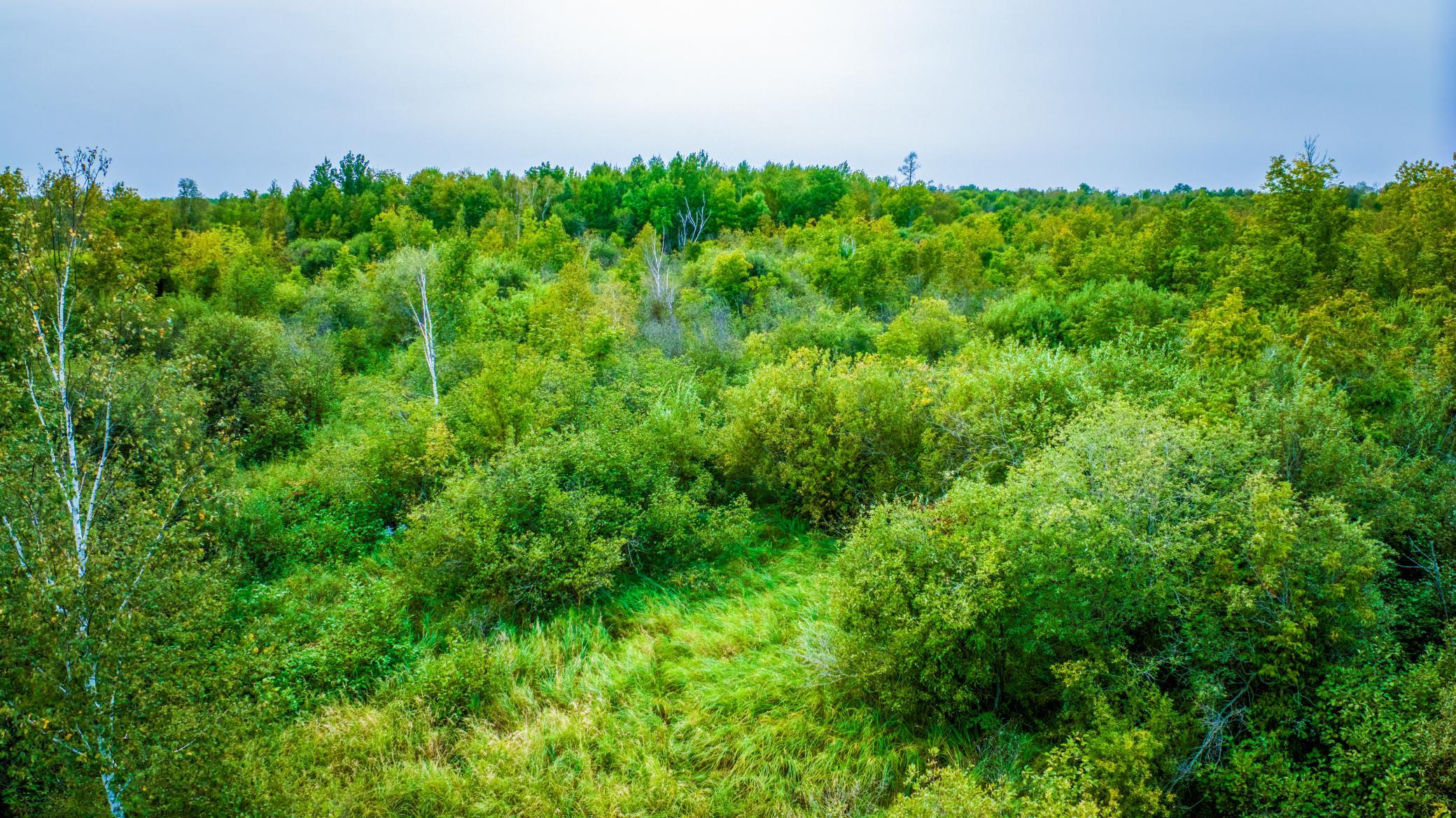 land for sale at 12479 Battle Road NE in Blackduck, MN (photo 23 of 37)