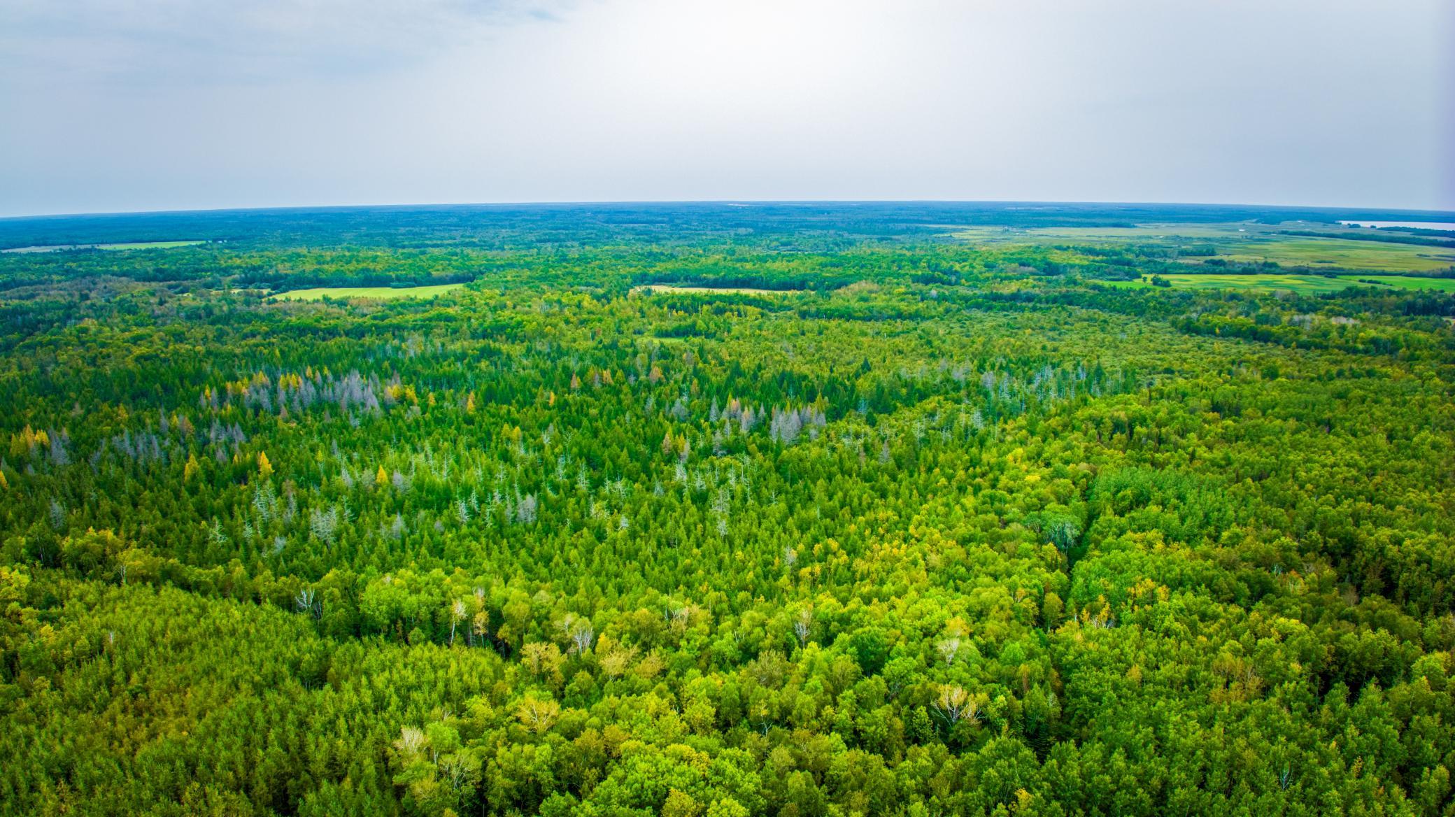 land for sale at 12479 Battle Road NE in Blackduck, MN (photo 9 of 37)