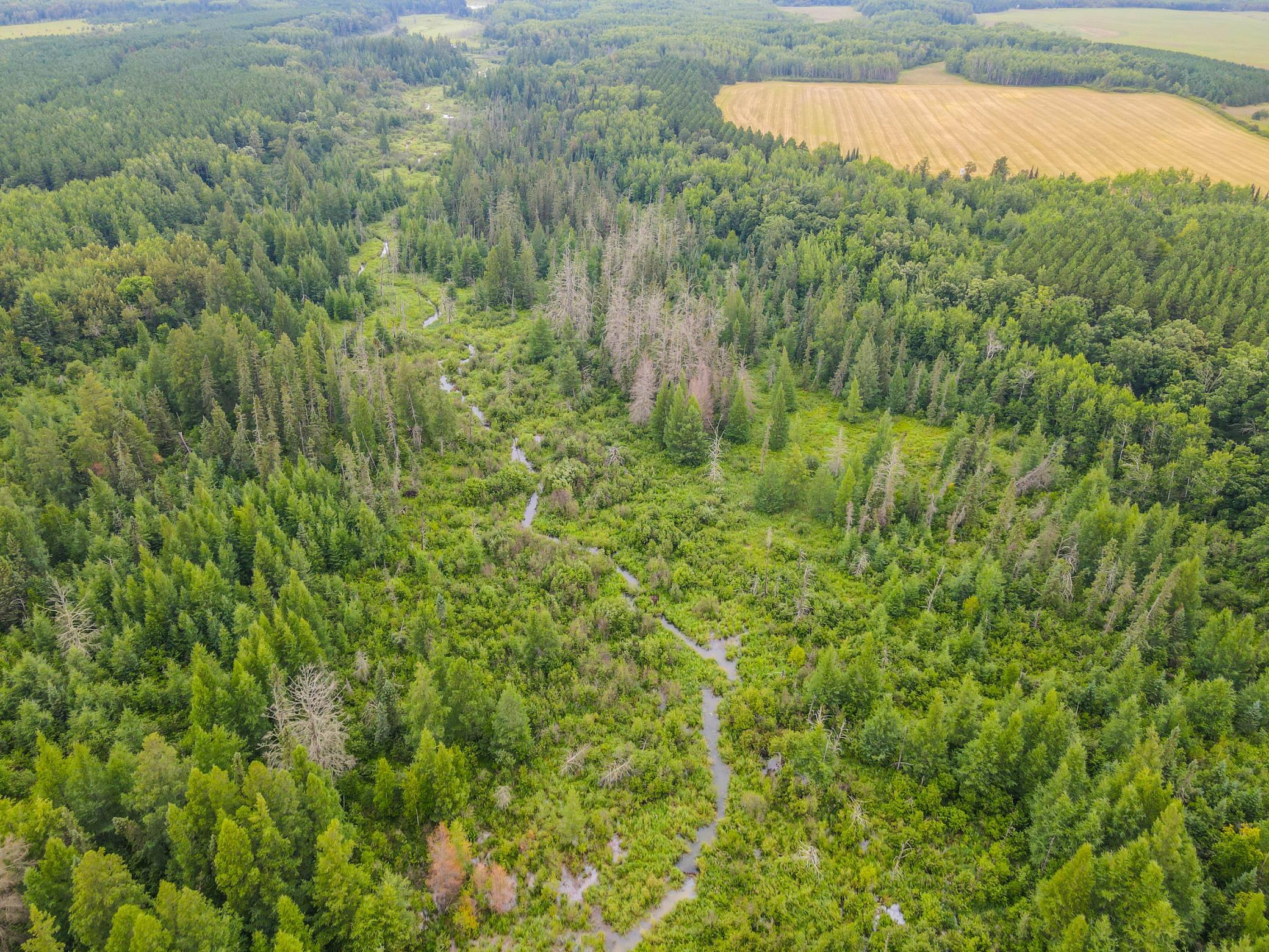 land for sale at TBD 285th Street in Osage, MN (photo 17 of 24)